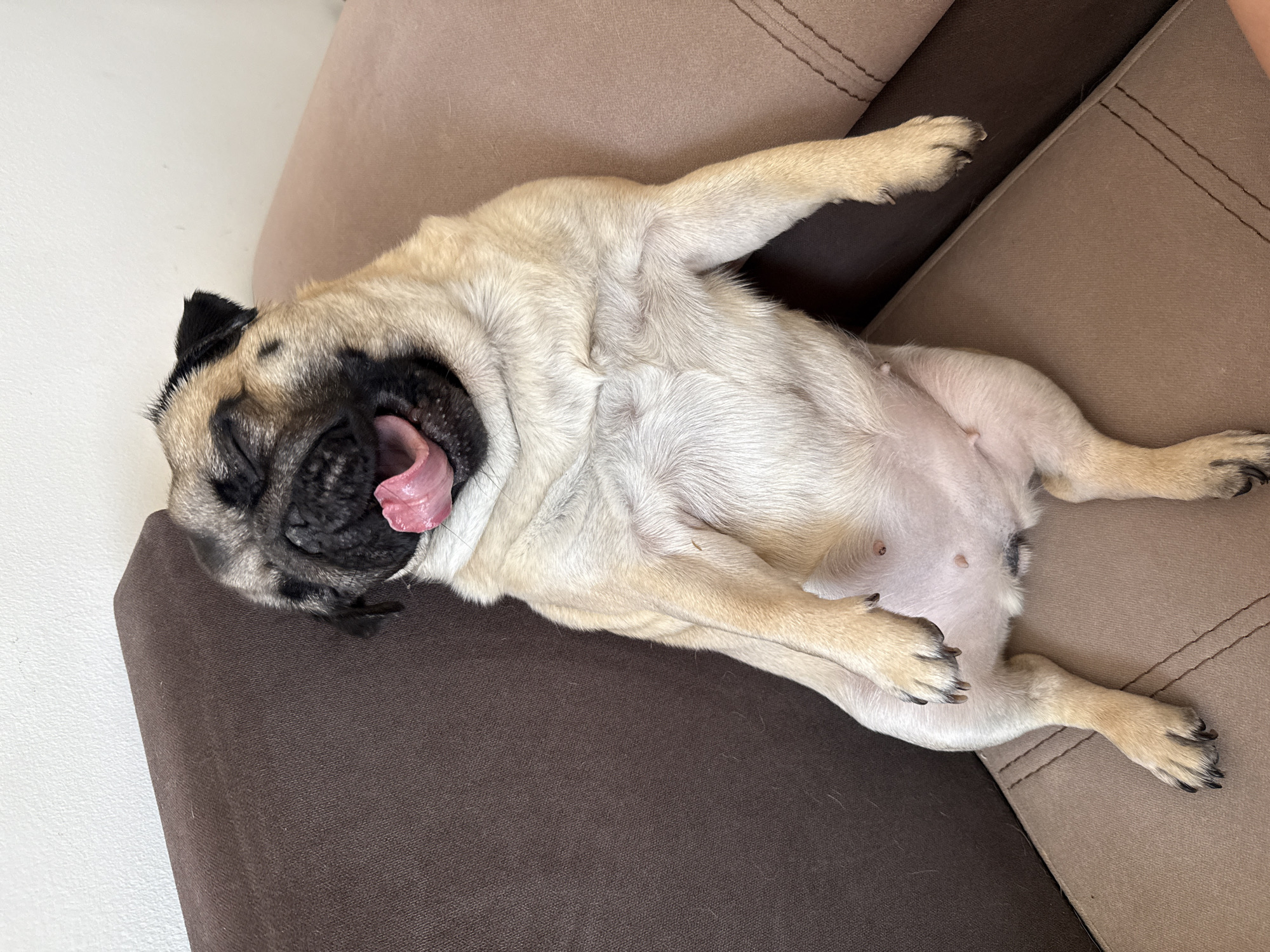A pug dog is lying on its back on a brown and tan couch, with its eyes closed and its mouth wide open, panting. Its tongue is sticking out. The dog's front paws are outstretched, and its back legs are bent. The couch is positioned in front of a white wall. The scene is indoors and appears to be in a residential setting. There are no people or other animals visible in the image. The lighting is natural and appears to be from a window. The image is a close-up shot of the dog, with the couch filling the rest of the frame.