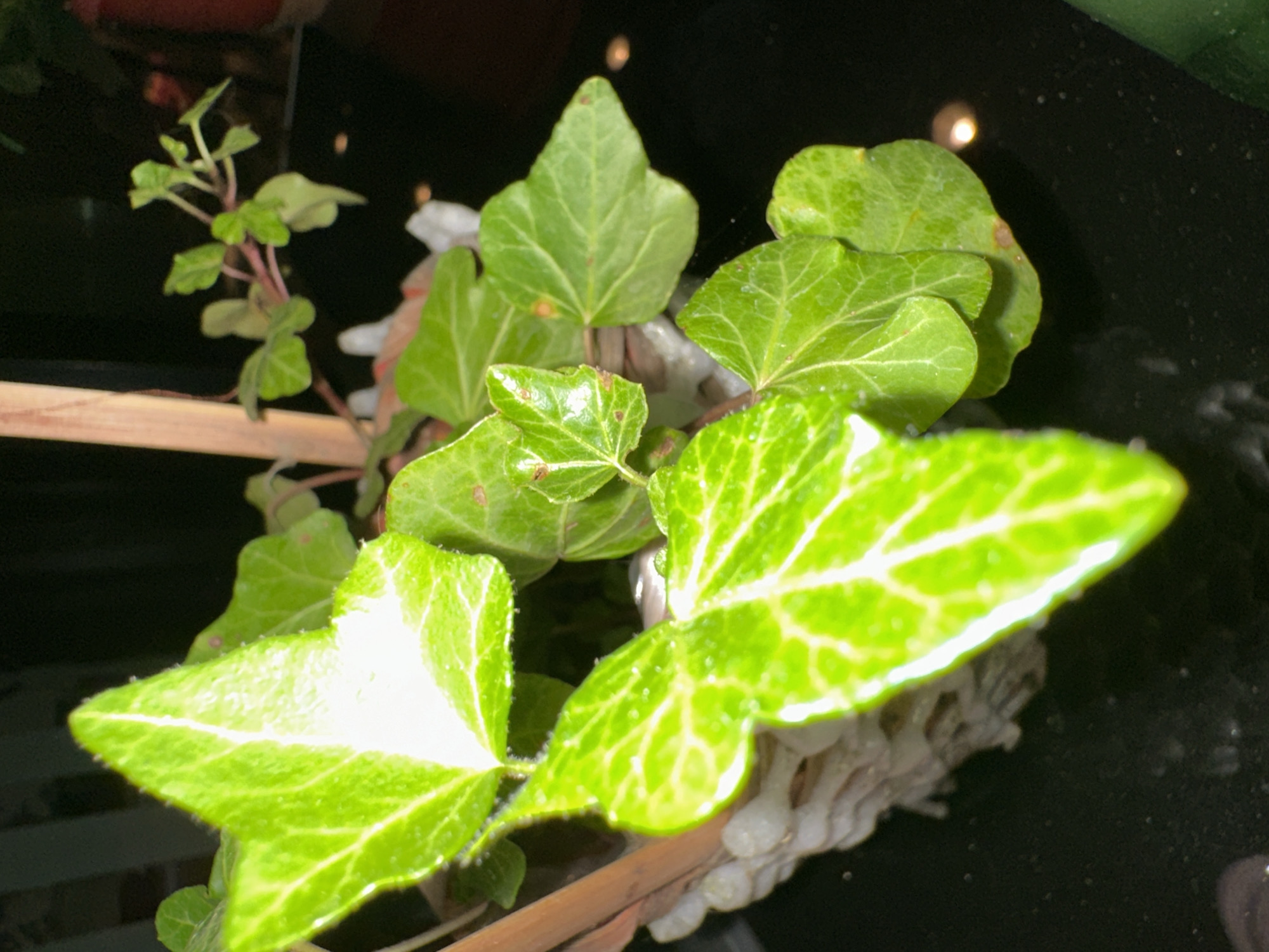 A close-up photograph captures a portion of an ivy plant with vibrant green, lobed leaves. The leaves exhibit prominent white or light green veining. Some leaves show small brown spots, potentially indicating minor damage or discoloration. The plant appears to be potted, with a portion of a white, textured material, possibly part of the pot or a decorative element, visible in the lower left quadrant. A wooden stake, likely supporting the plant, is present on the left side. The background is dark and out of focus, with a few blurred circles of light, suggesting an indoor setting with artificial lighting. The surface on which the plant rests is reflective and dark, indicating a table or countertop. There are no people or animals in the frame. The scene is static and appears to be a still life of a houseplant.
No information regarding the specific location in Krefeld, Germany, can be determined from the visual information provided in the image.
