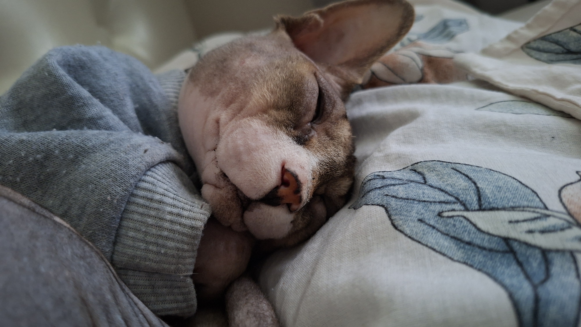 A close-up, overhead shot shows a hairless cat sleeping on a bed. The cat is nestled under a grey sweater, with its head resting on a white pillowcase patterned with blue and peach floral designs. The cat's eyes are closed, and its nose is pink and slightly wrinkled. The image is taken indoors, likely in a bedroom in Myadzyel, Belarus, given the context of the request.