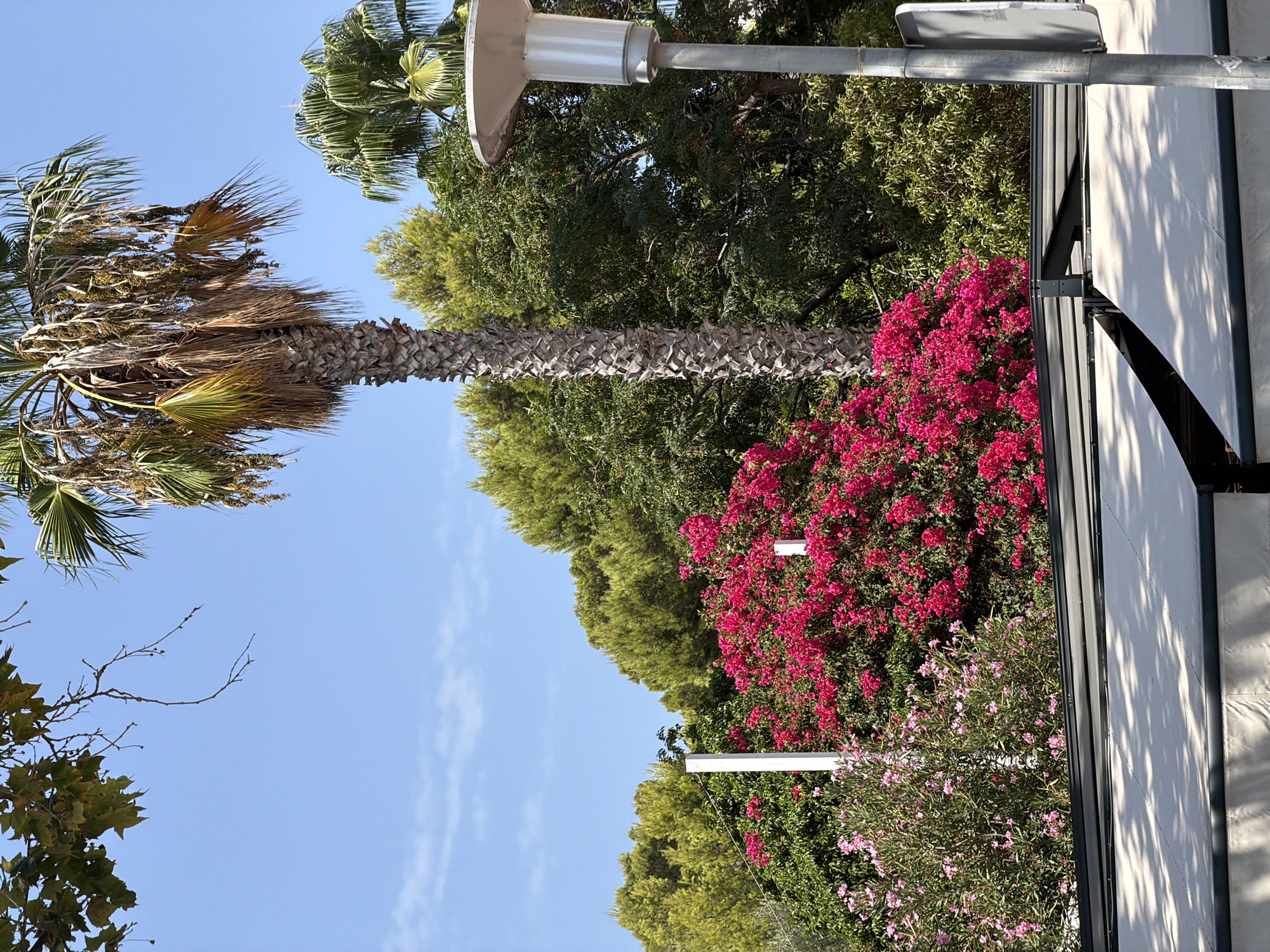 This image depicts a sunny outdoor scene, likely in Palmanova, Spain, featuring lush vegetation and a clear blue sky. Dominating the frame is a tall, mature palm tree with a rough, segmented trunk and dry, brown fronds hanging down, interspersed with greener, newer growth. To the left of the palm, a dense bush with vibrant magenta bougainvillea flowers is in full bloom, accompanied by a smaller bush with delicate pink flowers. Behind these flowering plants, a dense cluster of green trees, possibly pine trees, creates a verdant backdrop. In the foreground, a white awning or canopy extends across the lower portion of the image, casting dappled shadows on its surface, suggesting it covers an outdoor seating area. A modern-style streetlamp, metallic silver with a wide, shallow shade, is visible on the right side of the image, positioned in front of the trees. The overall impression is one of a warm, Mediterranean climate, with the vegetation suggesting a well-maintained garden or park area.
