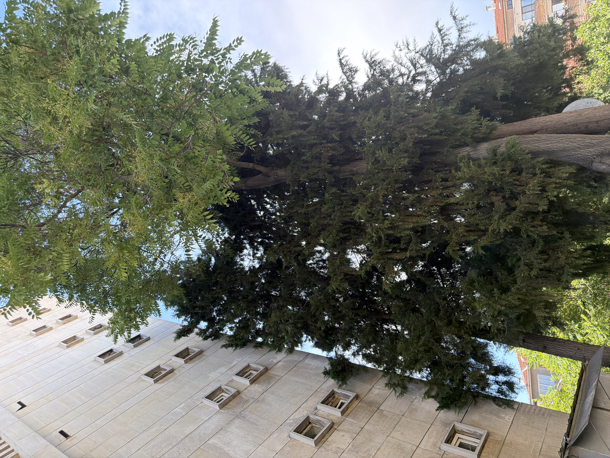 The image shows a tall, modern building with a light-colored facade, characterized by a grid of small, square windows. Adjacent to the building are several mature trees, some with dark green, dense foliage and others with lighter green, feathery leaves. The trees are positioned in a way that partially obscures the building. In the background, a red-tiled roof of another building and some green foliage are visible. The sky is partly cloudy. The scene appears to be an urban environment, possibly a residential area in Pazardzhik, Bulgaria. There are no people or discernible actions in the image. The composition is a low-angle shot, looking up towards the top of the trees and building.