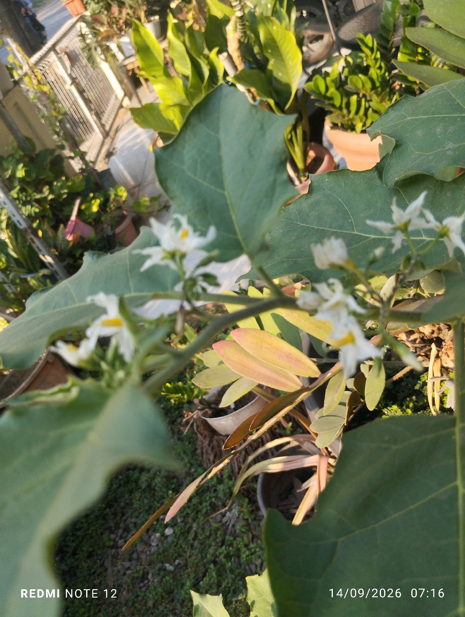 A close-up, slightly blurred, over-the-shoulder shot captures a cluster of delicate white flowers with yellow centers, possibly belonging to an eggplant plant, blooming on a thick green stem. The flowers are in sharp focus, contrasting with the soft background of large, dark green leaves. Behind the foliage, several potted plants are visible, including a plant with stiff, dark green leaves in a terracotta pot, and another with spiky leaves in a smaller pot. The scene appears to be an outdoor garden or balcony. The lower-left corner of the image displays the text "REDMI NOTE 12" and the lower-right corner shows "14/09/2026 07:16", indicating the device used and the date and time the photograph was taken. The location is identified as Bekasi, Indonesia.