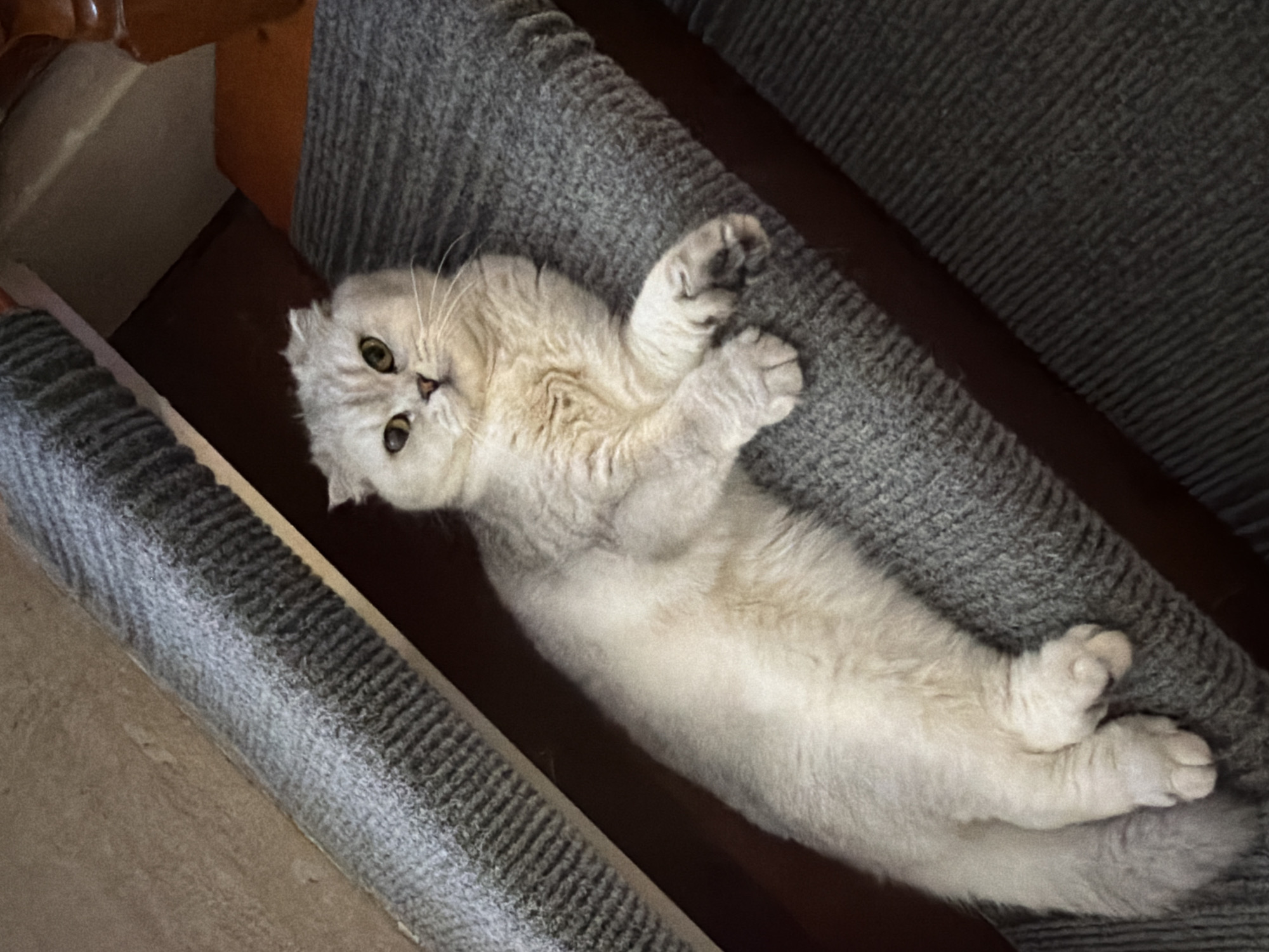 A light-colored Scottish Fold cat with green eyes is lying on a carpeted staircase. The cat is facing forward, with its body stretched out along the steps. Its paws are resting on the carpet. The staircase is covered in a textured gray carpet, and the steps appear to be made of wood. The background is blurred, but it appears to be an indoor setting. There is no information in the image that suggests this location is in Rome, Italy.