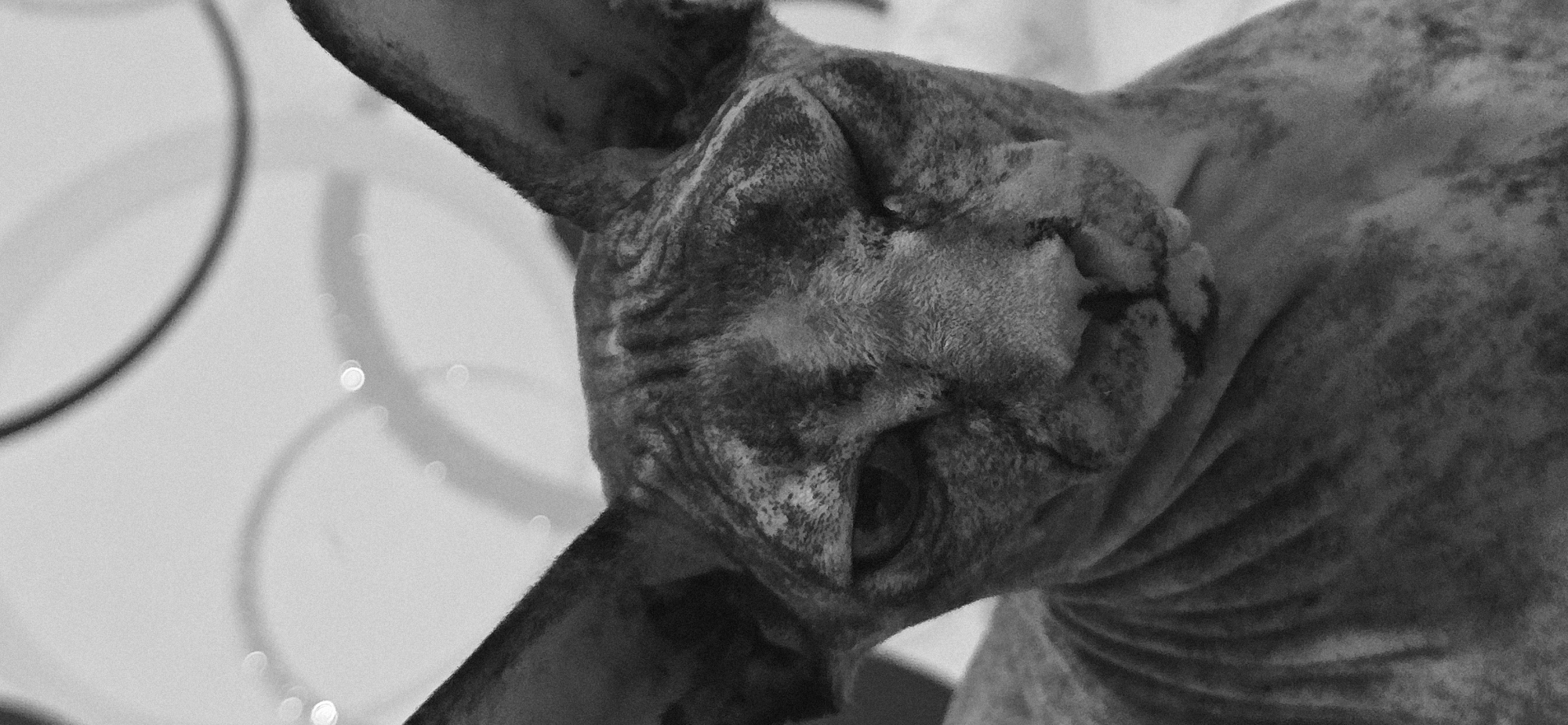 A close-up, black and white, portrait of a Sphynx cat's face. The cat is facing forward, with its eyes partially closed, and its ears are large and prominent. The cat's skin is wrinkled and has a patterned texture. The background is blurred and appears to be indoors, with some out-of-focus circular lights visible. There is no indication of the city of Baku, Azerbaijan in the image.