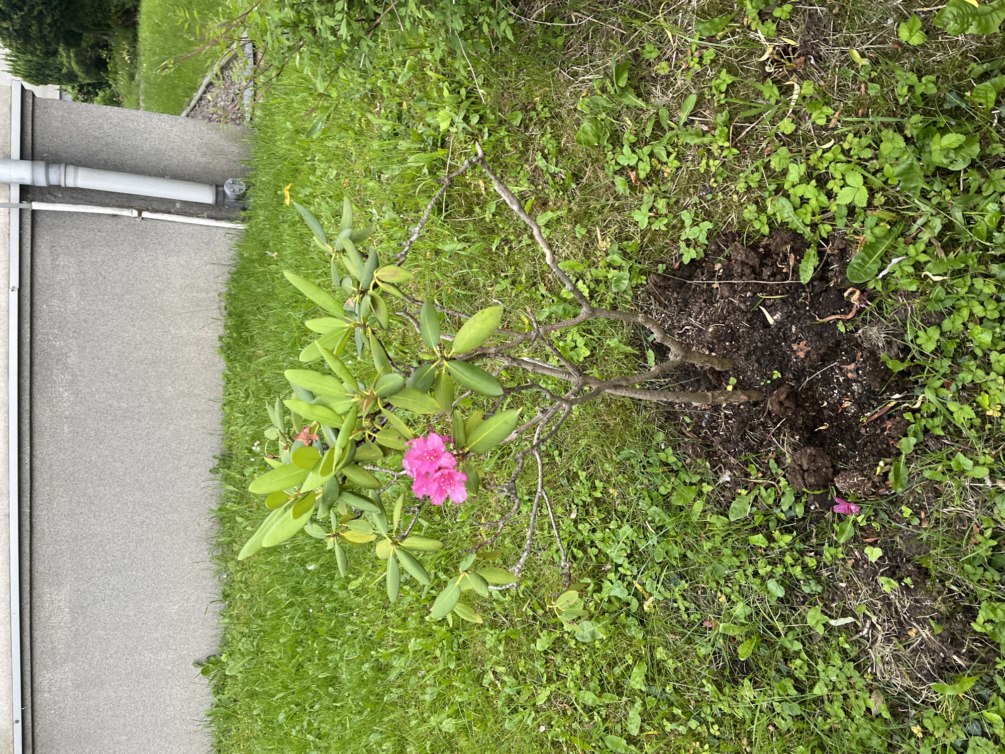 An outdoor, medium-shot, eye-level photograph depicts a young rhododendron bush with vibrant pink flowers and green leaves. The bush is planted in dark soil, which is surrounded by a patch of green grass. In the background, a grey, textured wall of a building is visible, with a white downspout attached to the right side of the structure. The scene appears to be in a residential or urban environment.