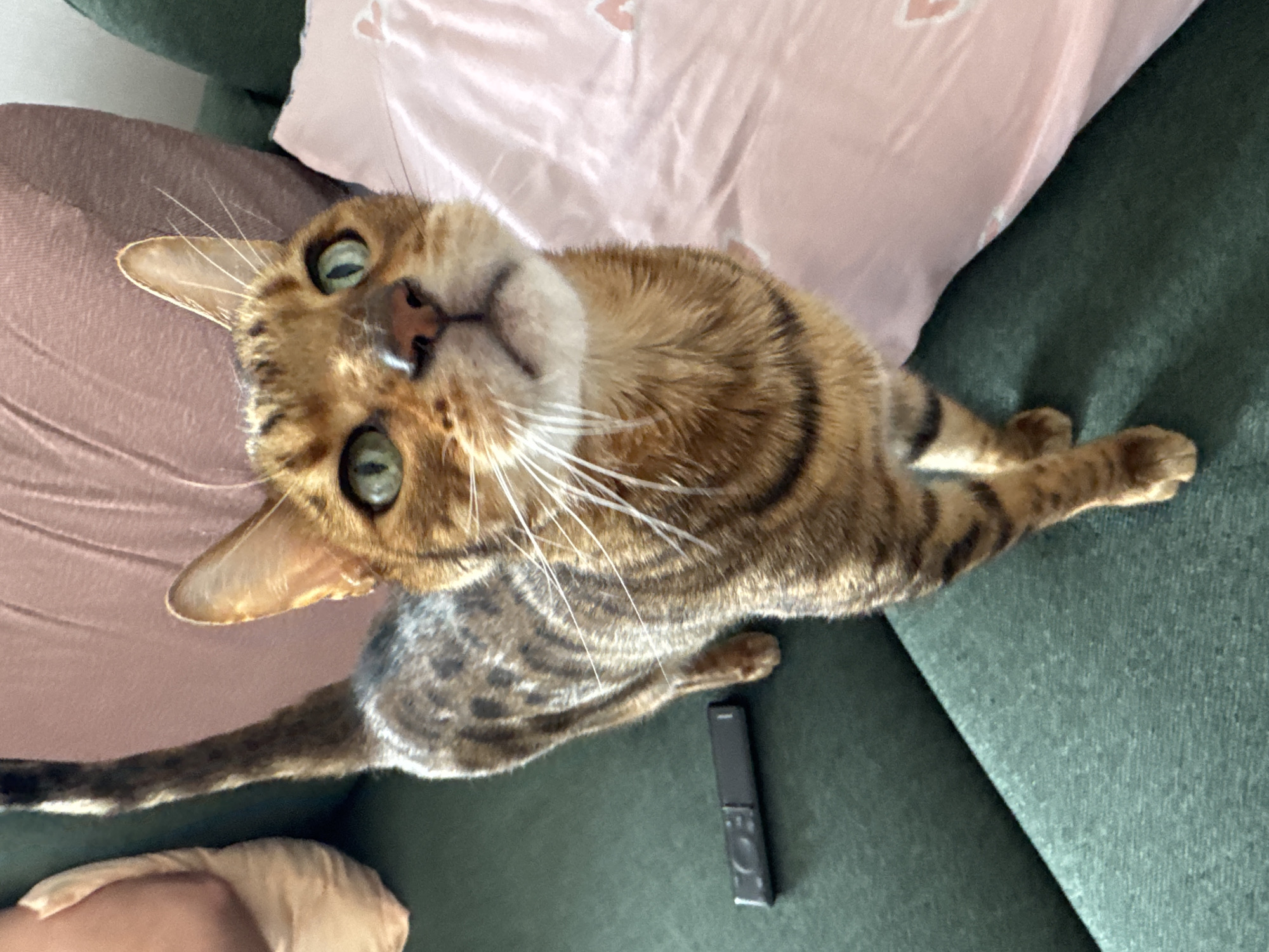 A tan and brown striped cat with green eyes is lying on a green upholstered couch. A pink pillow is visible in the upper center of the image. A black remote control is on the couch next to the cat. The cat is looking up toward the camera. A person's leg and foot are visible in the lower left corner of the image. The location is Unknown, Unknown.
