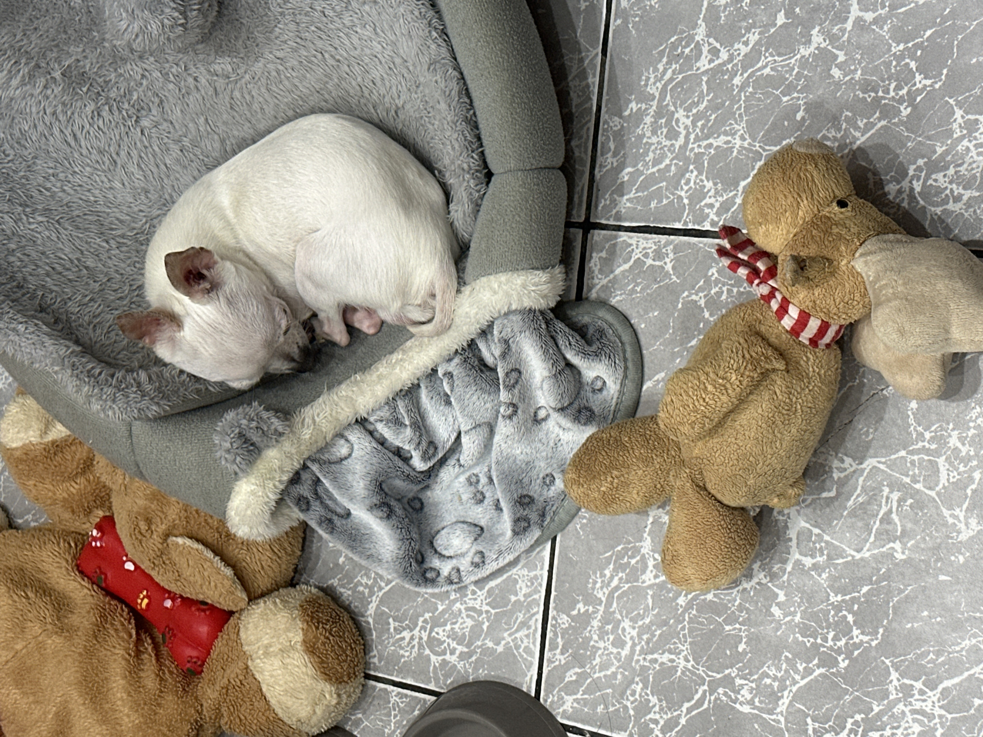 A small, white chihuahua sleeps curled up in a gray, plush dog bed with a light gray blanket. A brown teddy bear with a red tie and a brown stuffed moose with a red and white striped scarf are positioned near the dog bed on a gray tile floor. The image appears to be taken indoors. There is no information available in the image to determine the location in the city of Sliven, Bulgaria.