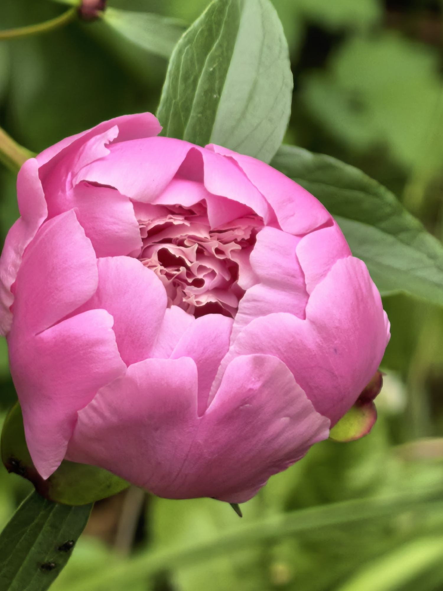 A close-up photograph reveals a partially opened, bright pink peony flower bud. The petals tightly enclose the center, hinting at layers of ruffled inner petals. The flower is surrounded by green leaves and stems, set against a soft-focus green background. There is no evidence to suggest the location is Sterlitamak, Russia. The image focuses solely on the peony flower.