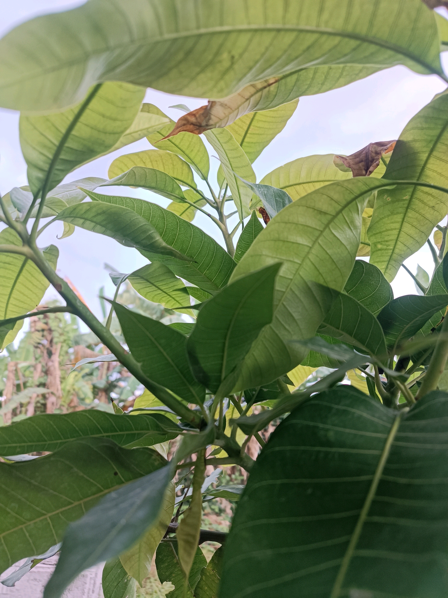 The image shows a close-up view of lush green leaves from a plant, likely a tree, against a bright sky. The leaves are the dominant feature, with various shades of green and intricate vein patterns visible. Some leaves appear to be new growth, while others show signs of drying or browning at the edges. The perspective is from below, looking up through the foliage. The background is blurred, hinting at an outdoor environment with other vegetation and possibly structures, but these are not clearly discernible. The scene is generic and does not contain any identifiable landmarks or specific details that would pinpoint a location within Tabanan, Indonesia.