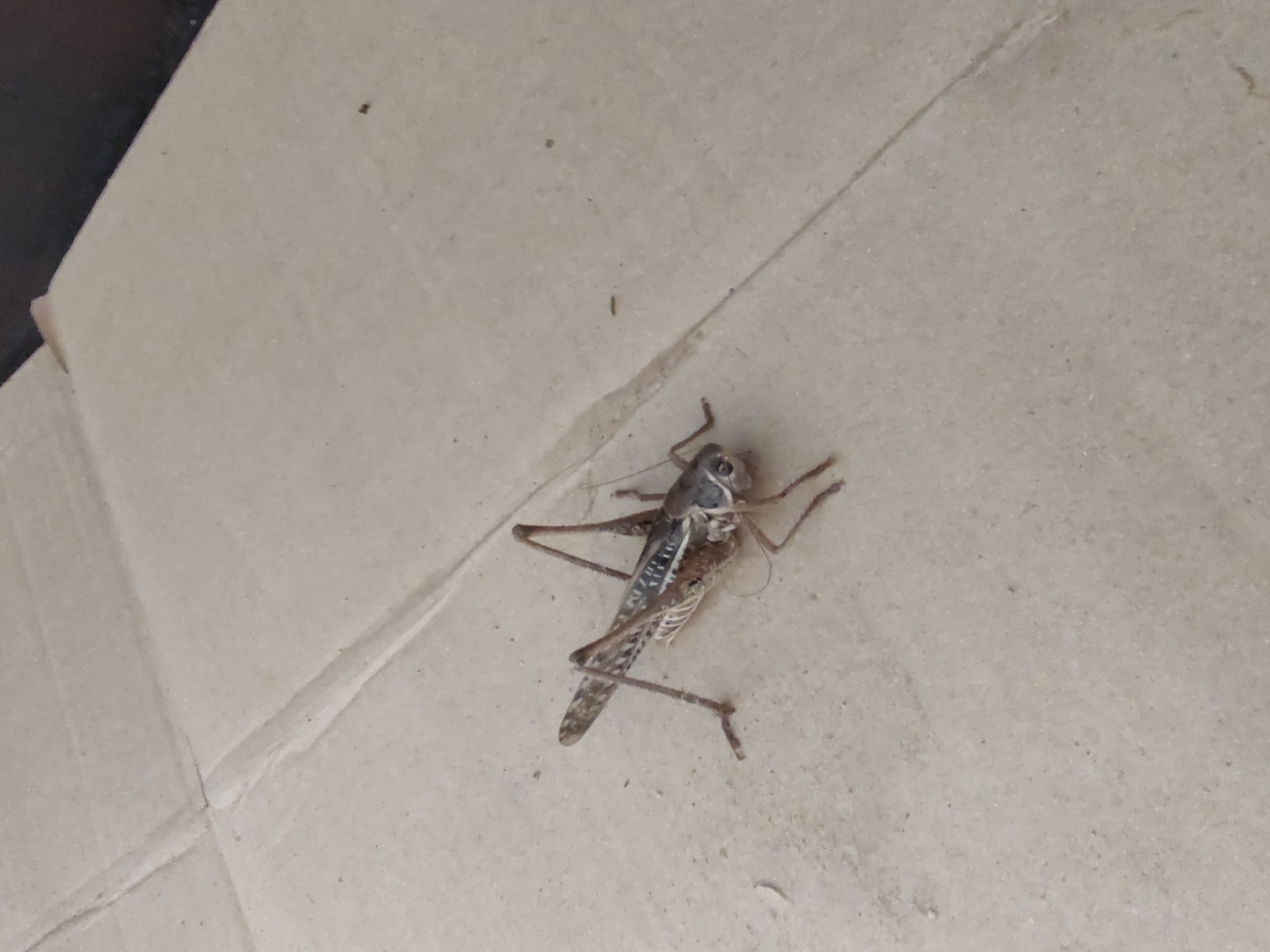 The image depicts a large grasshopper on a beige, corrugated surface, likely cardboard, which is sectioned by creases. The grasshopper is positioned in the lower-left quadrant of the frame, facing towards the right and slightly downwards. Its body is segmented and patterned with shades of brown and black, and its long, spiky hind legs are extended. The lighting suggests an outdoor environment. The setting is identified as being in the city of Tervel, Bulgaria.