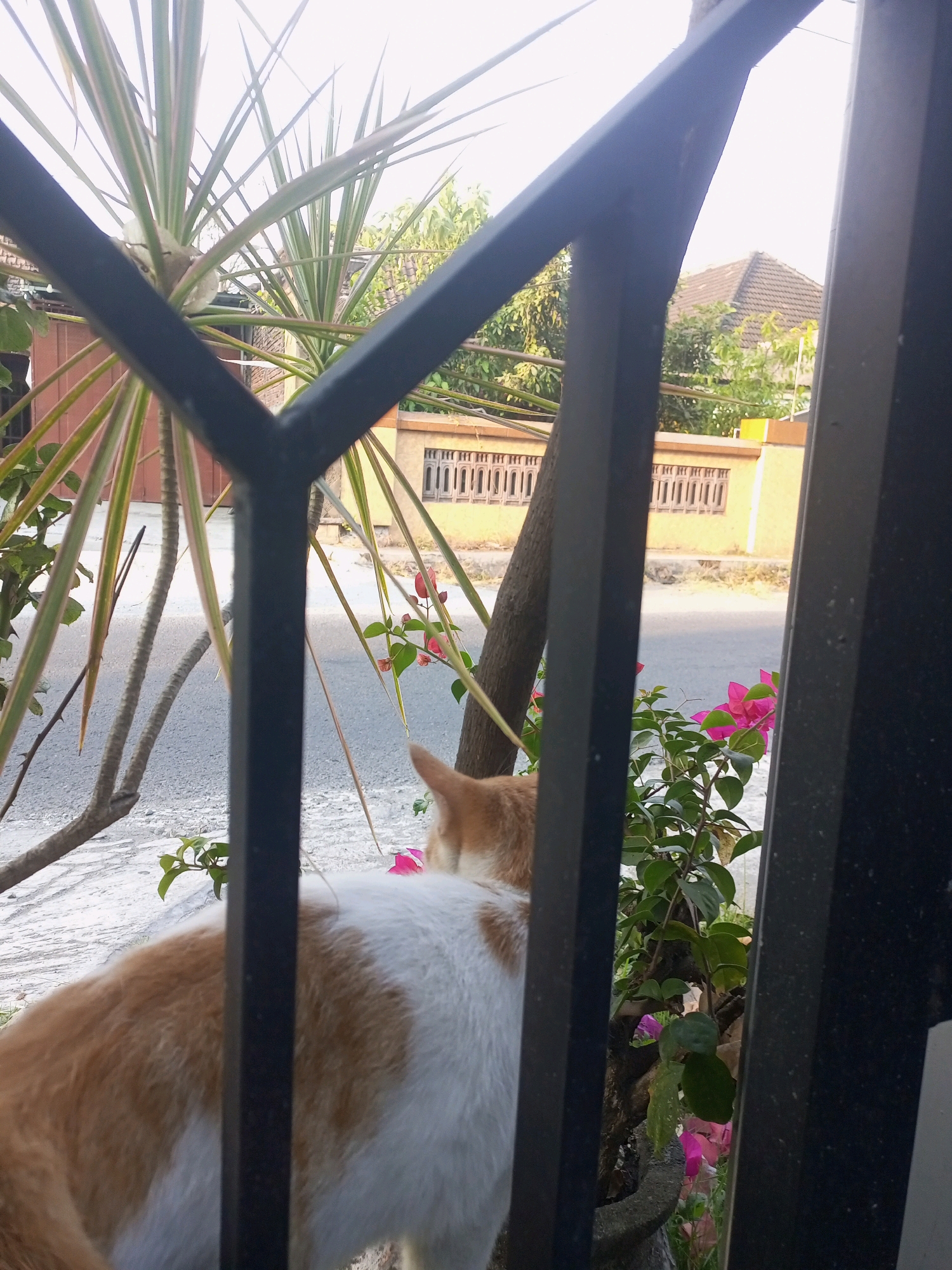 A ginger and white cat is positioned in the foreground of the image, viewed from behind. The cat is looking towards the right side of the frame, with its tail visible. In front of the cat, a flowering plant with bright pink blossoms is present. Behind the cat and plant, a black metal fence is visible, partially obscuring the background. The background consists of a street, a building with a tiled roof, and some foliage. The scene appears to be an outdoor setting, possibly a residential area in Ngasem, Indonesia, given the architectural style of the building and the tropical vegetation. The lighting suggests it is daytime.