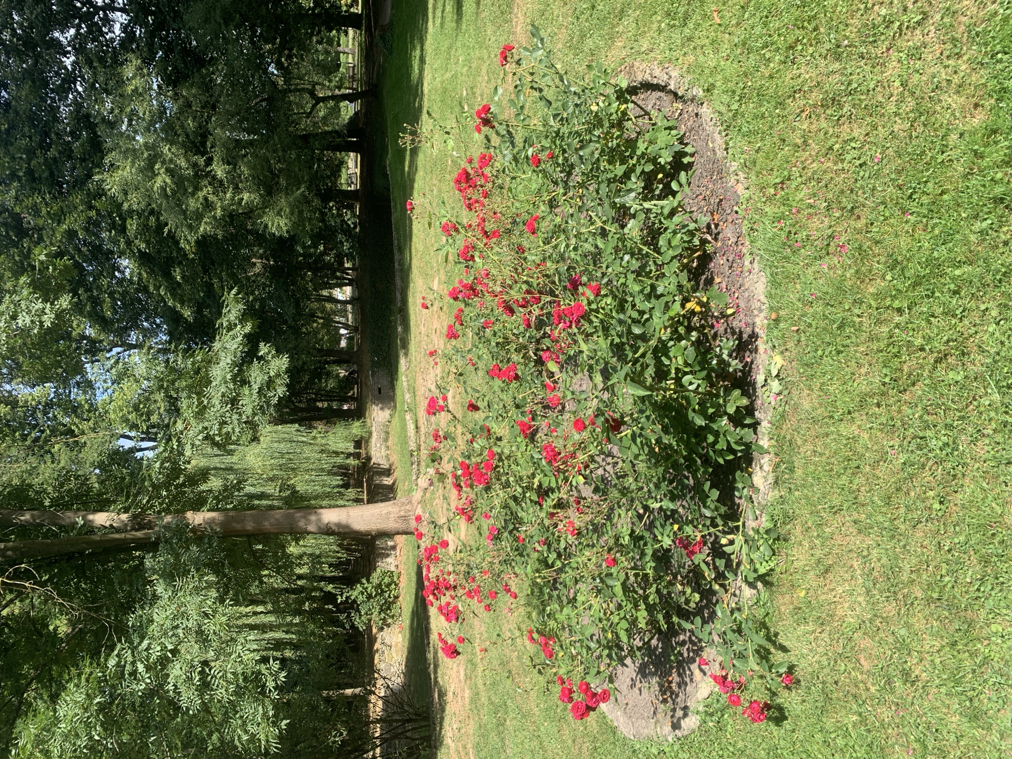 A cluster of vibrant red roses blooms in a garden setting, centered in the foreground. The roses are surrounded by lush green foliage and are planted within a circular bed edged with grey stone. Beyond the flower bed, manicured green grass stretches out, with some dry patches and scattered fallen petals on the ground. In the background, a large, mature tree with a thick trunk stands prominently, partially obscuring a weeping willow and other trees with dense green canopies. The scene is bathed in sunlight, casting shadows and highlighting the textures of the vegetation. The location is likely a park or garden in Lviv, Ukraine, given the dense tree cover and formal landscaping. There are no people visible in the image.