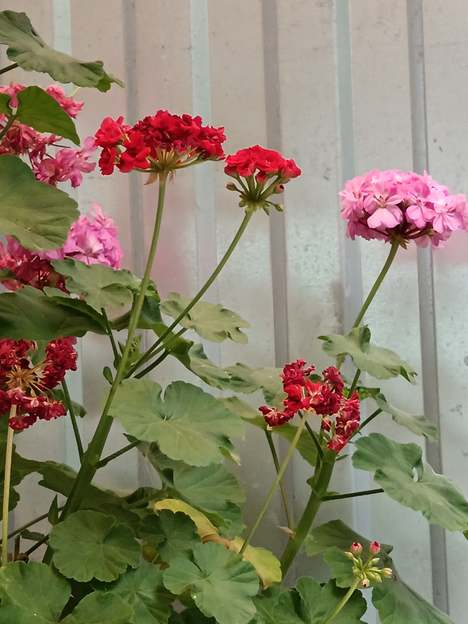 This is a close-up, eye-level, vertical shot of blooming geraniums with pink and red flowers and green leaves. The plants are positioned in front of a light gray, corrugated metal wall. The lighting is even and diffused, creating a soft, natural look. There are no people or animals visible in the image. The scene is likely from a garden or balcony in Sorochinsk, Russia, given the context provided.