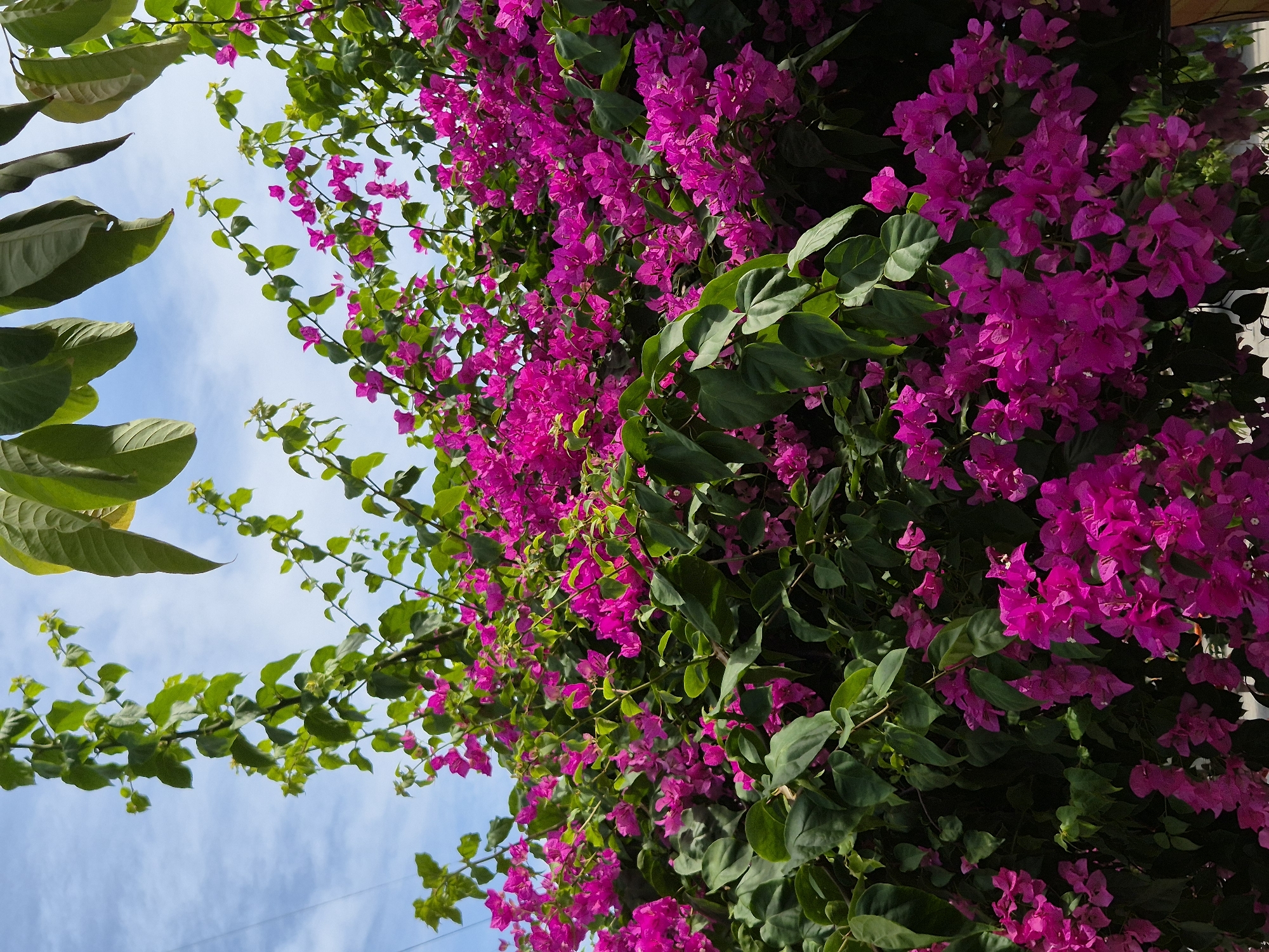 The image shows a dense, vibrant bougainvillea bush with abundant bright pink flowers and green leaves, set against a backdrop of a partly cloudy blue sky. The perspective is from below, looking up into the branches of the plant, with some larger, darker green leaves visible at the very top of the frame. The lighting suggests it is daytime. This scene is consistent with the common ornamental plantings found in urban green spaces and gardens throughout Đà Nẵng, Vietnam, a coastal city known for its tropical flora.