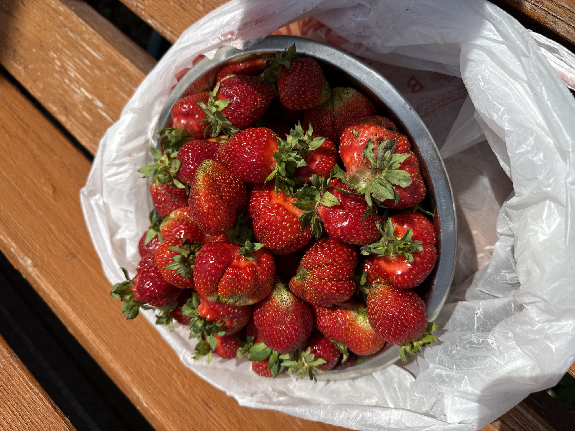 A metal bowl filled with ripe strawberries sits on a weathered wooden surface, partially enclosed by a white plastic bag. The strawberries are a vibrant red, with some showing signs of being recently picked, their green stems still attached. The wooden surface appears to be part of an outdoor bench or table, with visible wood grain and distinct planks. The background is slightly blurred, but suggests an outdoor setting, possibly a park or garden in Verkhneyarkeyevo, Russia, given the context. The lighting indicates it is daytime, with sunlight casting shadows and highlighting the texture of the fruit and wood.