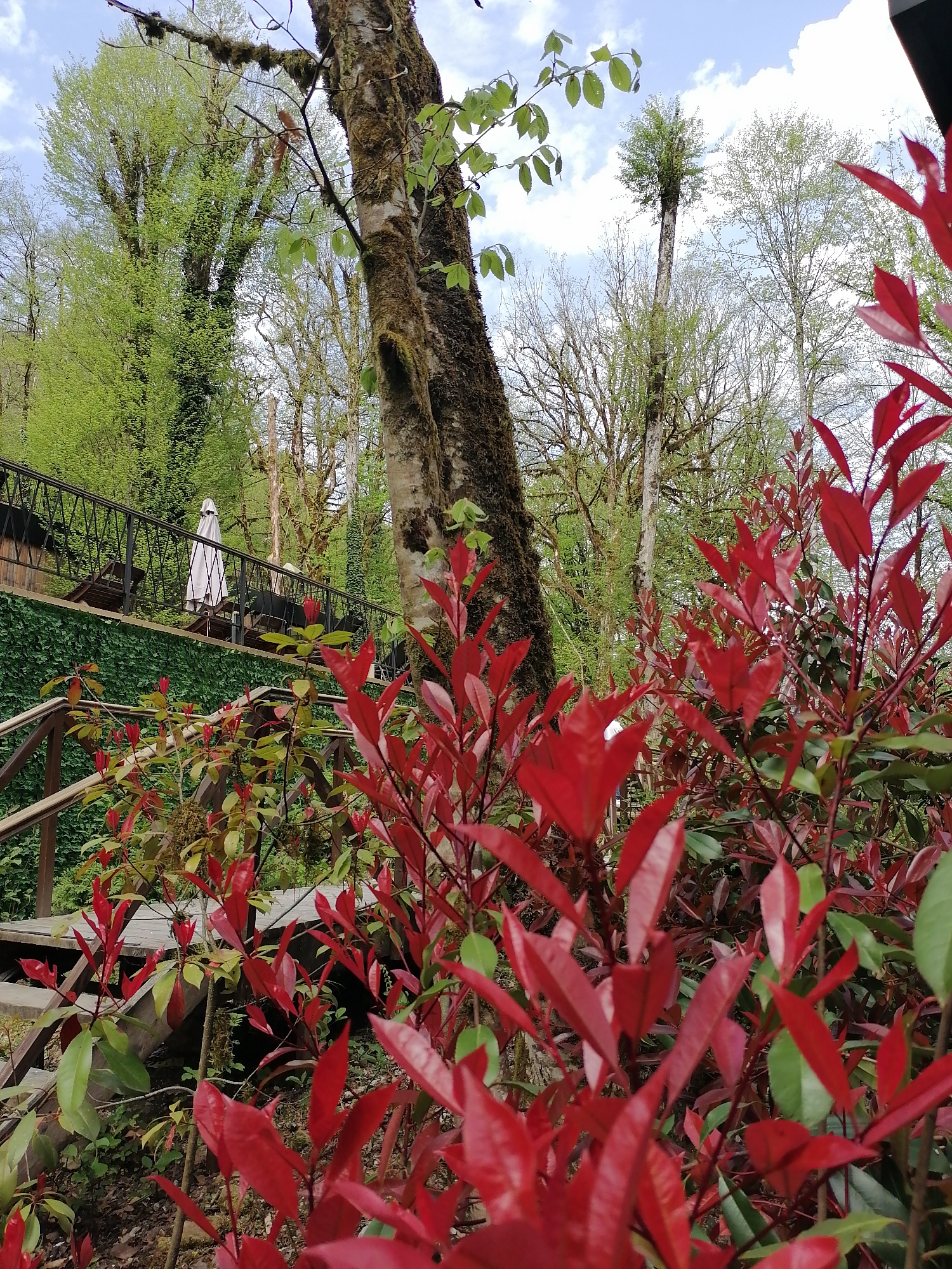 This outdoor photograph, taken in Medoveevka, Russia, captures a lush, multi-layered natural and semi-cultivated landscape under a partially cloudy sky during daytime, likely spring or early summer.
In the immediate foreground, a dense cluster of vibrant red-leafed bushes, possibly Photinia 'Red Robin', dominates the lower right, with some green foliage intermingled. These bushes provide a strong chromatic contrast to the predominantly green and brown tones of the rest of the scene.
The midground features a large, moss-covered tree trunk standing vertically towards the left of the frame. To its left, a set of wooden stairs with a dark, ornate metal railing ascends diagonally upwards and to the left. Beyond this railing, a lush green wall of foliage (possibly a hedge or climbing plants) can be seen. Further up and behind this wall, a patio area with dark outdoor seating and a large, closed white parasol or umbrella is visible, suggesting an establishment like a cafe or resort.
The background is filled with a dense forest of tall trees, many displaying fresh, light green spring leaves. Some trees have bare branches or sparser foliage. The sky above is a bright blue with scattered white clouds. No people are visible in the scene, and no specific activity is taking place, though the outdoor seating implies leisure or dining. The scene conveys a tranquil, verdant atmosphere. There is no visible text.