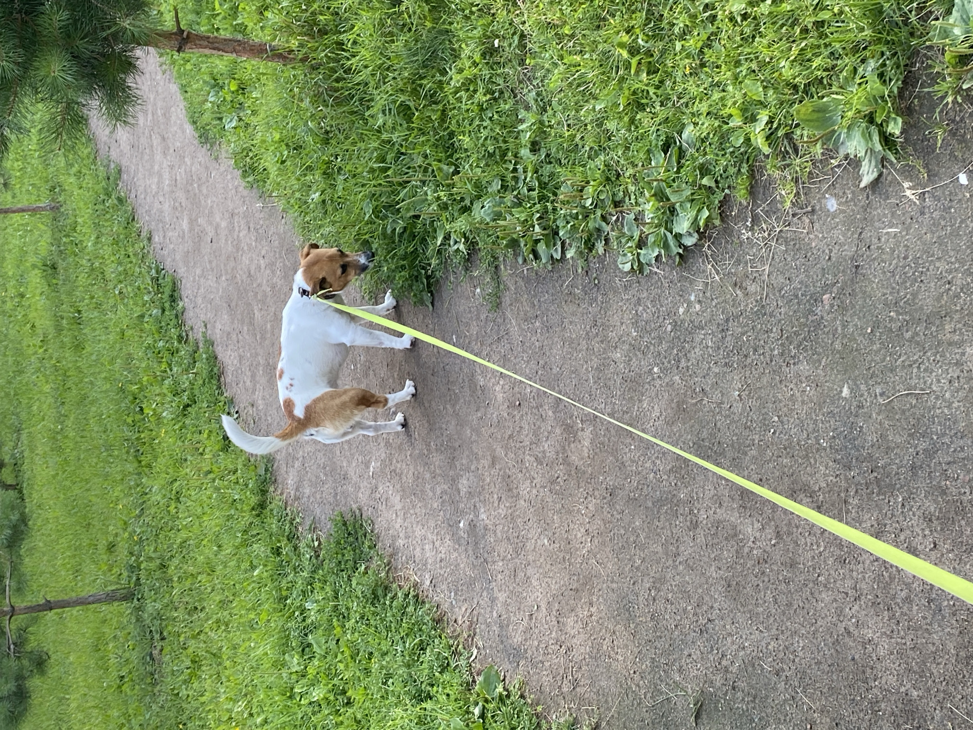 A medium shot captures a Jack Russell Terrier walking on a winding dirt path in a park. The dog is white with brown markings on its head and back, wearing a black collar with a bright yellow leash. It is sniffing the grass on the right side of the path. The path is bordered by lush green grass and a few small trees. In the background, more grass and trees are visible, suggesting a natural, park-like setting. The scene appears to be a daytime activity in a public outdoor space. The location is the park on Vasilievsky Island in Saint Petersburg, Russia, specifically along the banks of the Gulf of Finland.