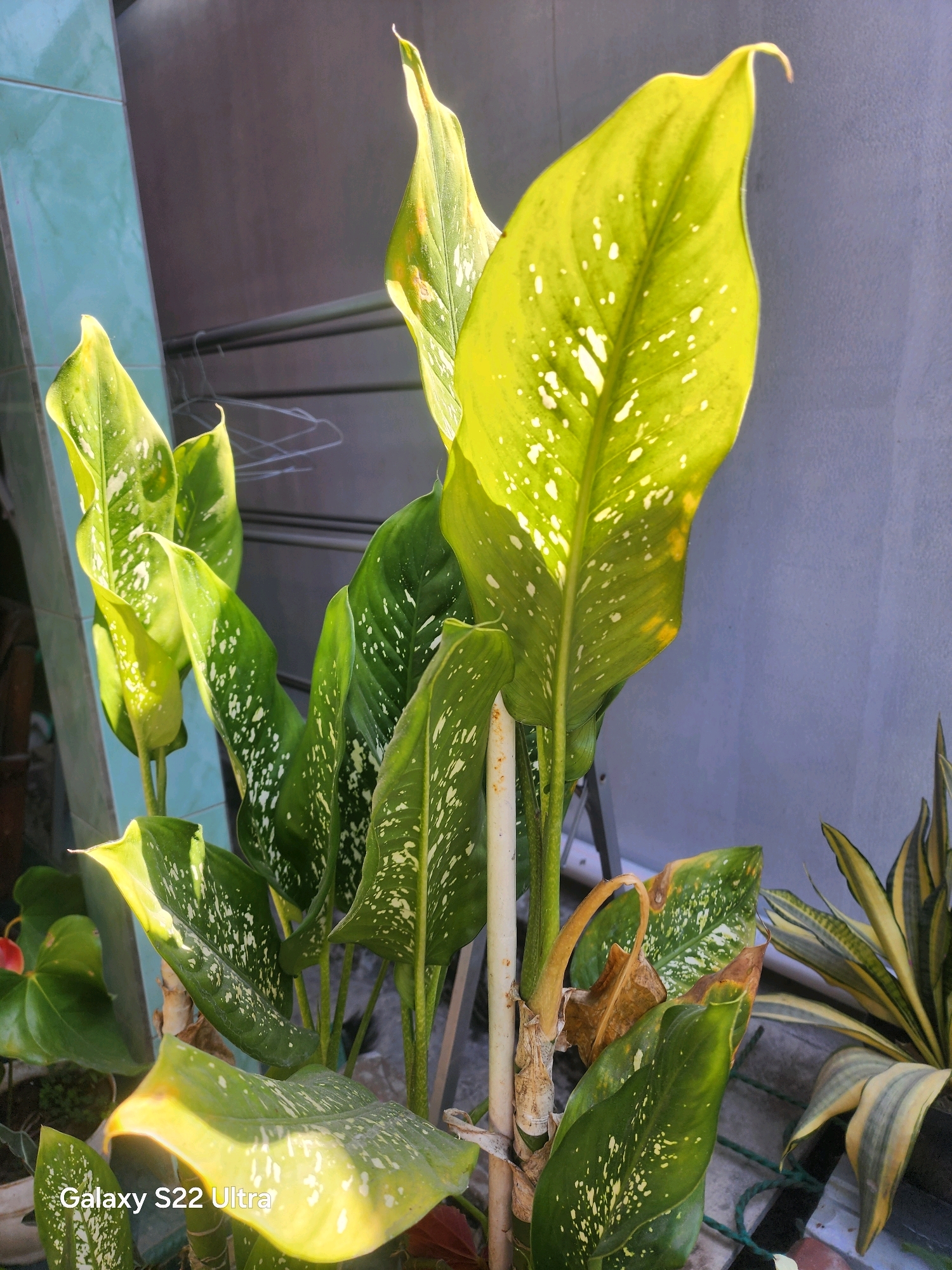A close-up, eye-level, outdoor, daylight shot features a cluster of Dieffenbachia plants. The plants have large, ovate leaves that are variegated with white spots against a green background. Some of the leaves are illuminated by direct sunlight, creating bright highlights and casting shadows. The background is a rough, gray wall with some light-colored tiling to the left. A metal structure, possibly a clothes rack, is visible behind the plants. In the lower right corner, a Sansevieria plant with striped leaves is partially visible. The bottom left corner of the image contains the text "Galaxy S22 Ultra". The scene is likely a residential outdoor area in Salaman, Indonesia, given the prevalence of such plants and outdoor arrangements in the region. There are no people or animals present in the image.