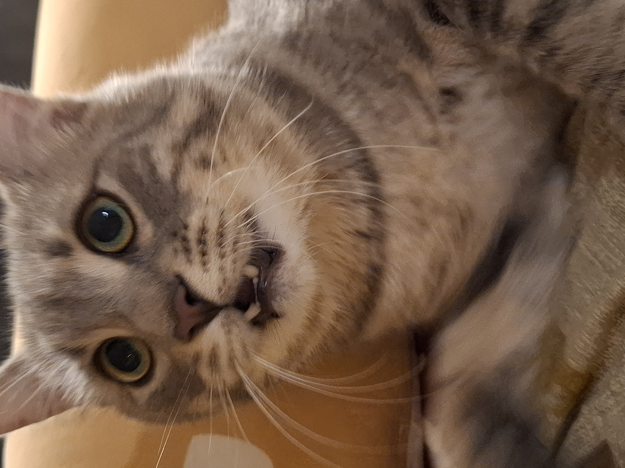 The image is a close-up, eye-level photograph of a tabby cat's face. The cat has green eyes, pink nose, and visible teeth. Its mouth is slightly open, revealing some of its lower teeth. The cat's fur is a mix of gray, black, and brown stripes. The background is blurred and appears to be a warm, orange or yellow surface, possibly a piece of furniture or a blanket. There is no indication of the city of Zemun Urban Municipality, Serbia, in the image.