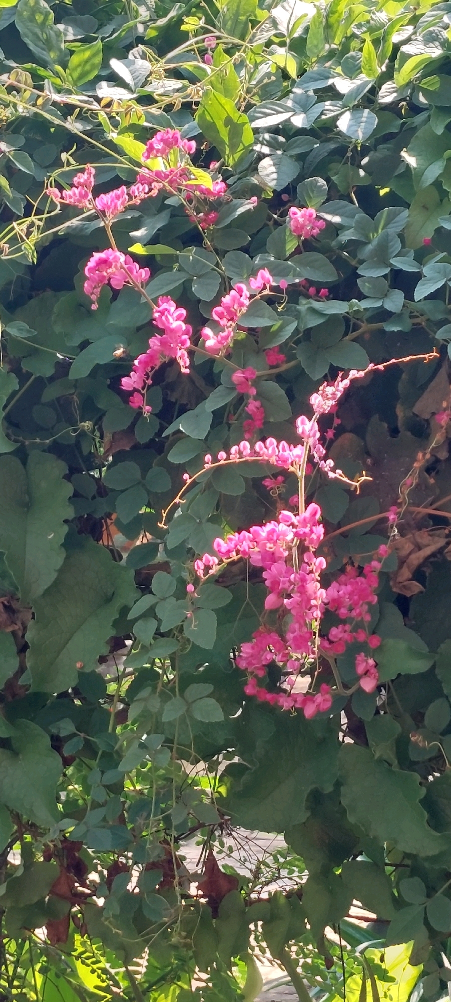 A close-up vertical shot captures a dense tangle of dark green foliage and delicate, pink, heart-shaped flowers on a vine. The flowers, clustered in cascading sprays, are the primary subject, with a few individual blooms visible among the leaves. The lighting suggests an outdoor setting, possibly a garden or natural landscape, with dappled sunlight filtering through the leaves, creating highlights and shadows. The overall impression is one of lush, overgrown nature.