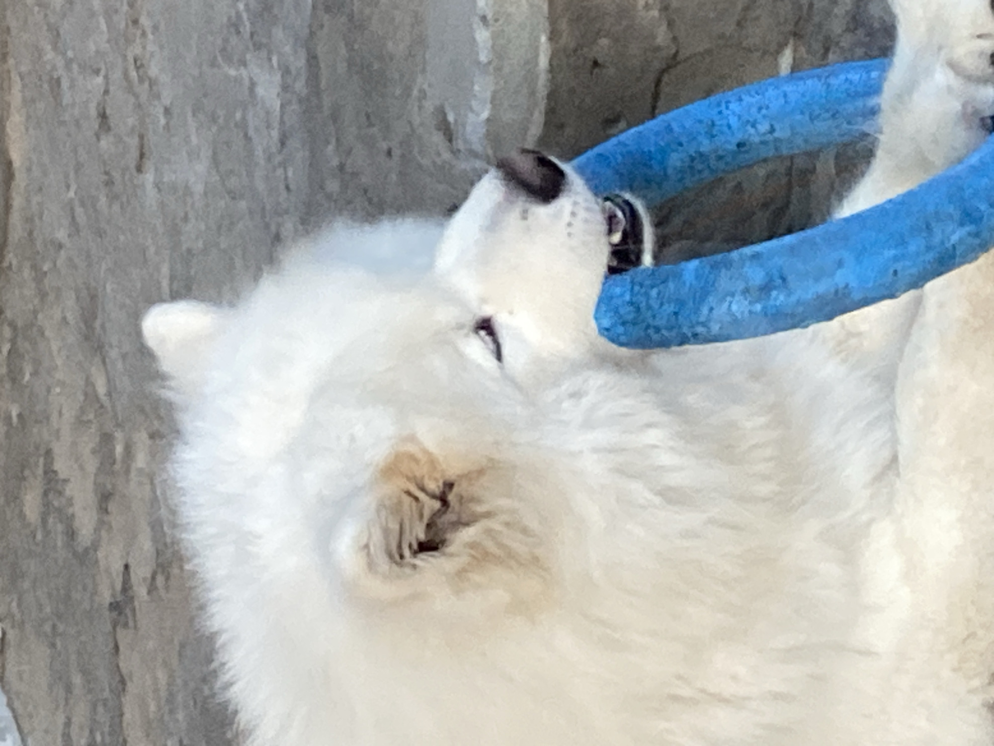 The image shows a close-up of a fluffy white dog, possibly a Samoyed, playing with a bright blue toy. The dog's head is tilted back, and its mouth is open, as if it is biting or chewing on the toy, which appears to be a round, cylindrical object, possibly a pool noodle. The dog's fur is very thick and white, with some tan shading around its eye. The background is a blurry, grey, rocky surface. The lighting suggests it might be daytime, but there are no specific cues to confirm the time of day or weather. The overall mood conveyed is playful and energetic, focused on the interaction between the dog and its toy. No text is visible in the image.