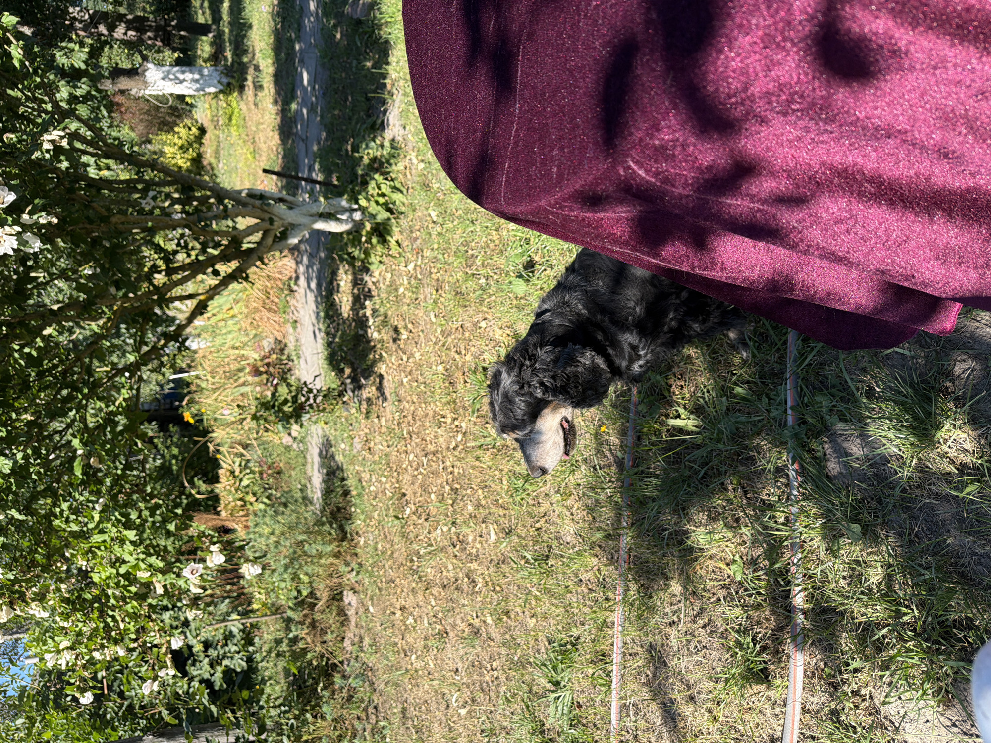 In Mali Kosharyshcha, Ukraine, a black, medium-sized dog with grey around its muzzle is sitting on dry, patchy grass. It is looking to the left with its tongue slightly out. In the foreground, a portion of a round, burgundy tablecloth is visible, casting a shadow. Behind the dog, a tree with white-painted bark and some white flowers is partially obscuring a pathway and other vegetation. The environment appears to be a garden or yard, with sunlight filtering through the trees.