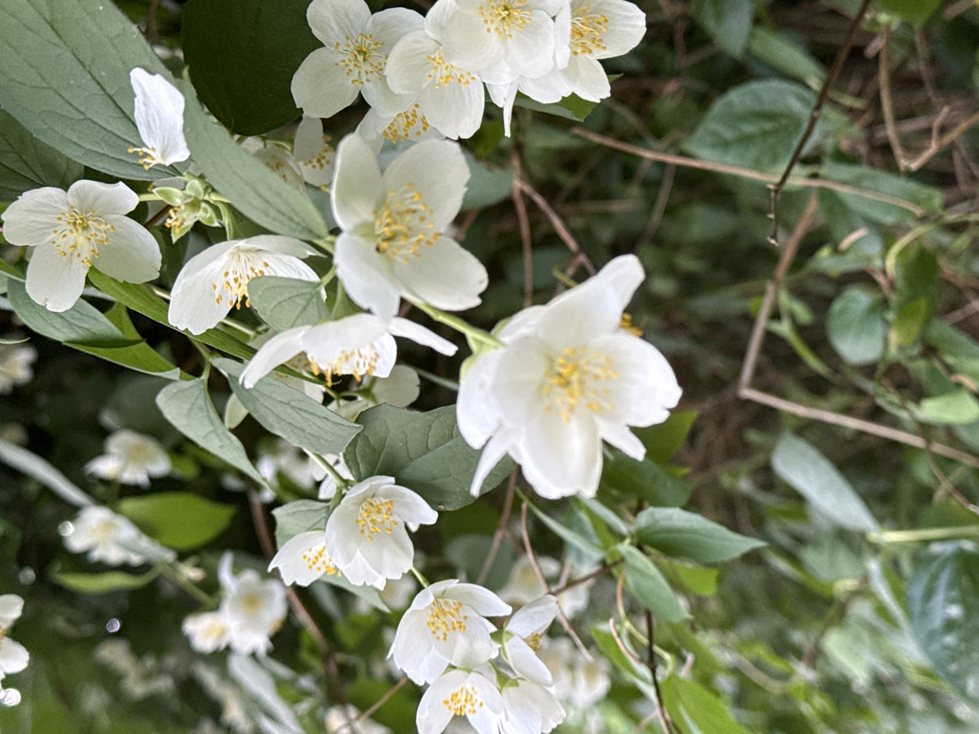A close-up shot of white jasmine flowers with yellow stamens is captured against a blurred background of green leaves and branches. Some flowers are in full bloom, while others are in bud. The lighting is natural, with soft shadows indicating an outdoor setting. The image focuses on the delicate details of the petals and the vibrant yellow of the stamens. The location is Unknown, Unknown.