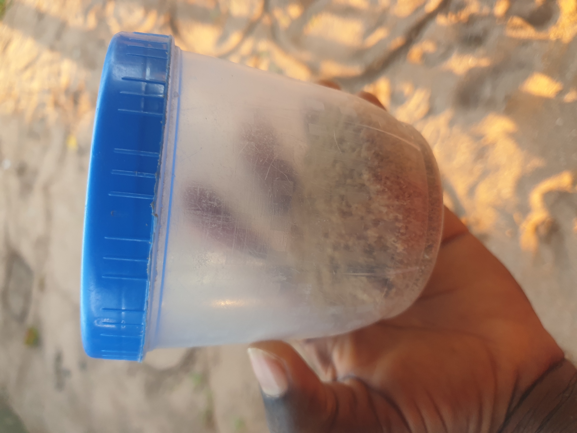 A dark brown-skinned human hand holds a small, cylindrical, translucent plastic container with a blue, ridged screw-on lid. The container's body shows visible scratches and smudges. Inside, the bottom contains a granular, light brown and tan material mixed with darker specks. Faintly visible within the upper contents or adhering to the interior wall are two blurred, elongated reddish-purple objects. The background is an out-of-focus outdoor setting, appearing as sandy or dusty ground in light tan and golden hues, strongly illuminated by a warm light source from the right. The specific location in the city of Unknown, Unknown, cannot be determined from the image.