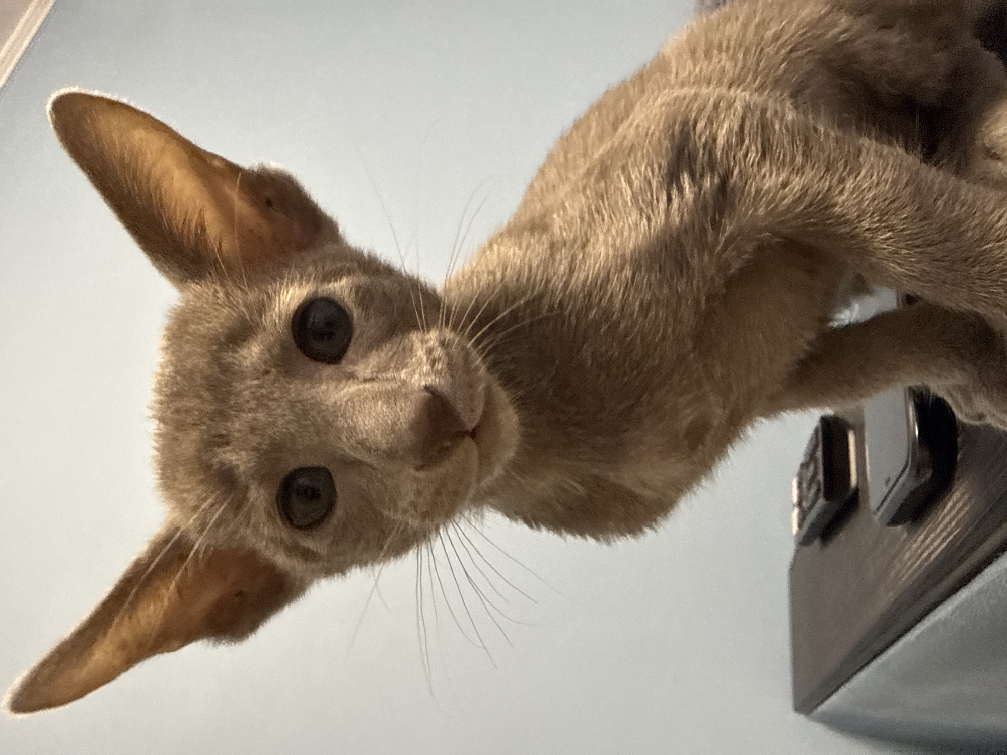An oriental shorthair kitten is shown in a close-up portrait. The kitten has large, pointed ears, big, dark eyes, and a slender body covered in short, tawny fur. It is positioned on top of a dark, flat surface, possibly a piece of furniture, with two electronic devices, a remote control and what appears to be a smartwatch, visible on the surface. The background is a solid, light blue wall. The lighting is soft, creating subtle shadows and highlighting the kitten's features. There are no people visible in the image. The image does not contain any information that would allow for the determination of its location in Moscow, Russia.