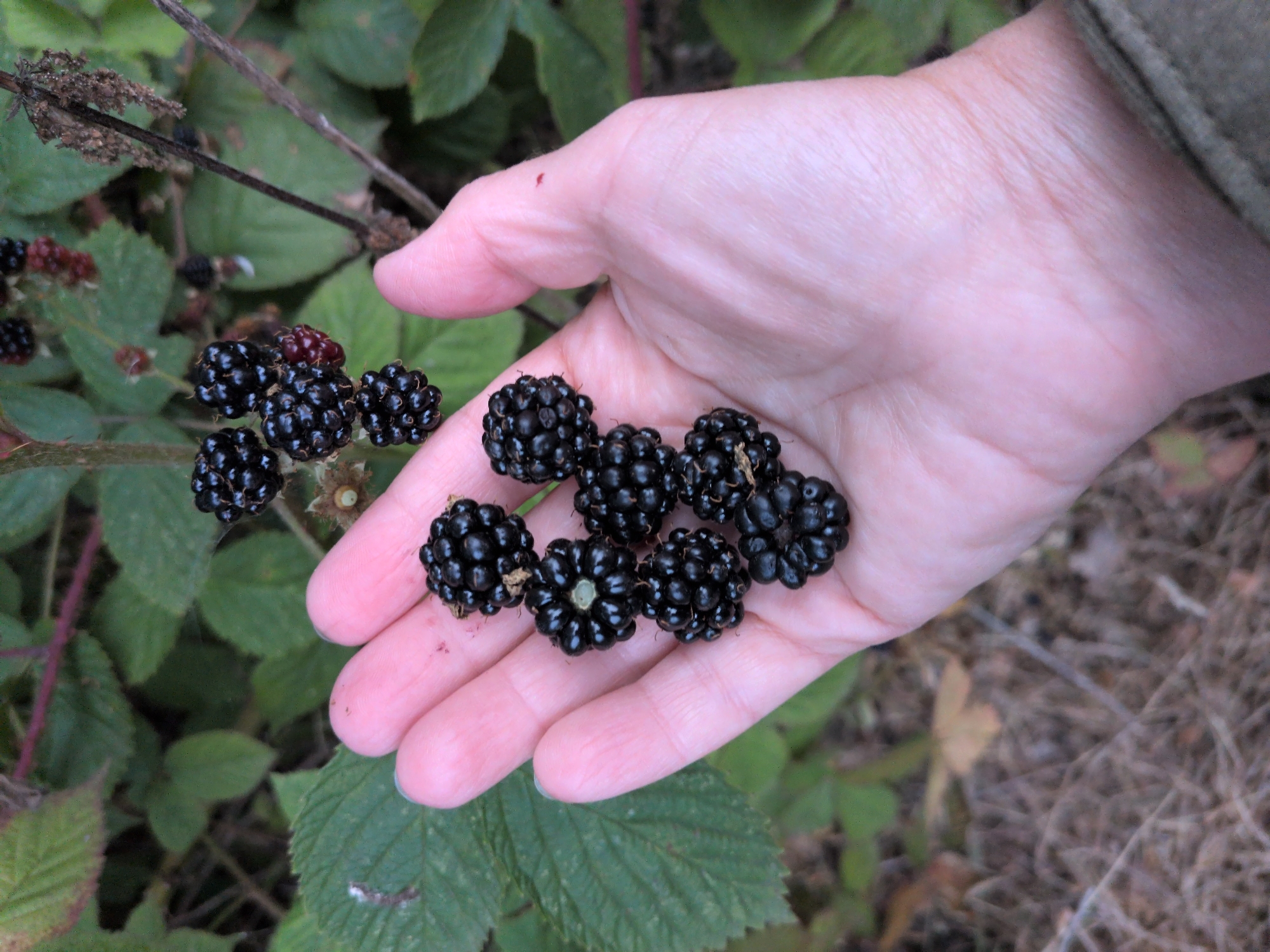 A close-up, eye-level shot shows a person's left hand, palm up, holding a cluster of ripe blackberries. The hand is pale with visible lines on the palm and fingers. The blackberries are dark purple to black, plump, and appear fresh. Some have a slight sheen, while others show a fuzzy texture. There is one unripe, reddish-purple berry visible amongst the ripe ones. The background consists of green leaves and thorny stems of a blackberry bush, with some dry grass and leaves on the ground. The lighting is natural and diffused. The image appears to have been taken outdoors, likely in a natural setting like a garden or hedgerow. There is no identifiable location within the city of Dawley, United Kingdom, or any other specific geographic markers visible.