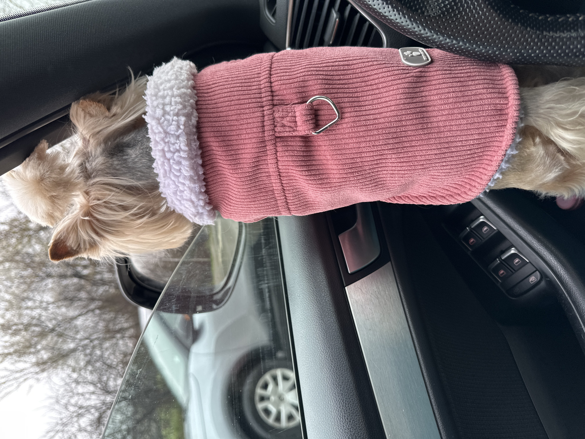 A small, long-haired dog with a pink, corduroy coat and white, fluffy collar is positioned near the window of a car. The dog is looking out the window. The car's window is slightly open, and the dog's head is sticking out. The car's interior, including the door panel with window controls and a vent near the steering wheel, is visible. Through the car window, the reflection of another vehicle and the blurred image of trees and sky can be seen. The location in the city of Sofia, Bulgaria cannot be ascertained from the image.