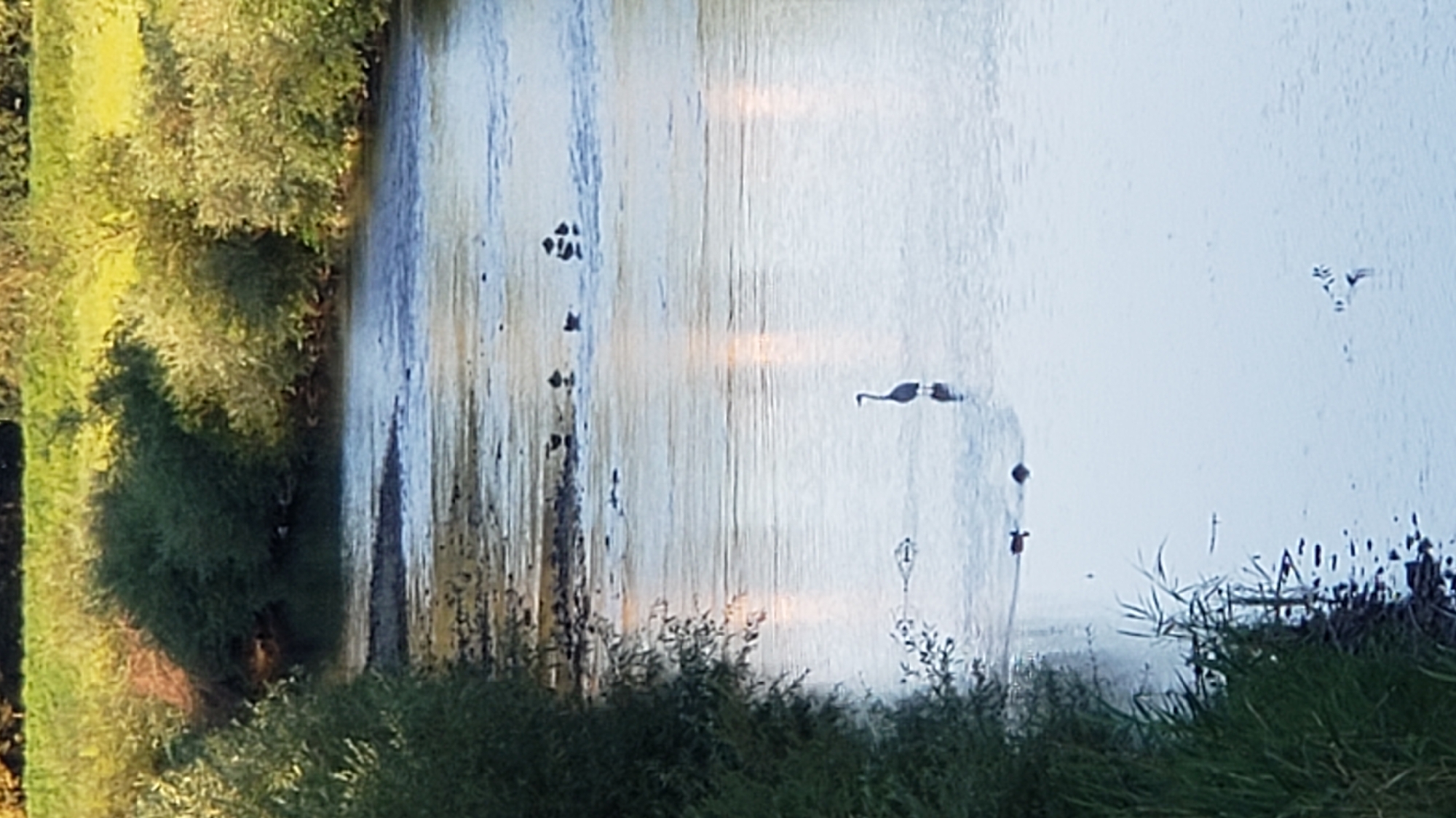 The image depicts a natural scene in the city of Prešov, Slovakia, featuring a calm body of water, likely a river or stream, with lush green vegetation along its banks. The foreground is dominated by tall grass and foliage on the left bank, extending into the water in some areas. The water itself is a pale blue, reflecting the sky, with several dark objects scattered on its surface.
In the middle ground, a solitary grey heron stands in shallow water, its silhouette clearly defined against the water's surface. To its left, a few more dark, indistinct shapes appear to be resting on submerged rocks or in shallow water. Further in the background, on the surface of the water, a cluster of dark birds, possibly ducks or waterfowl, are gathered. The right bank of the waterbody is characterized by dense, green bushes and trees, with a backdrop of green fields and more distant trees under a bright sky, suggesting a sunny day. The overall impression is one of a tranquil natural setting within or near the urban environment of Prešov.