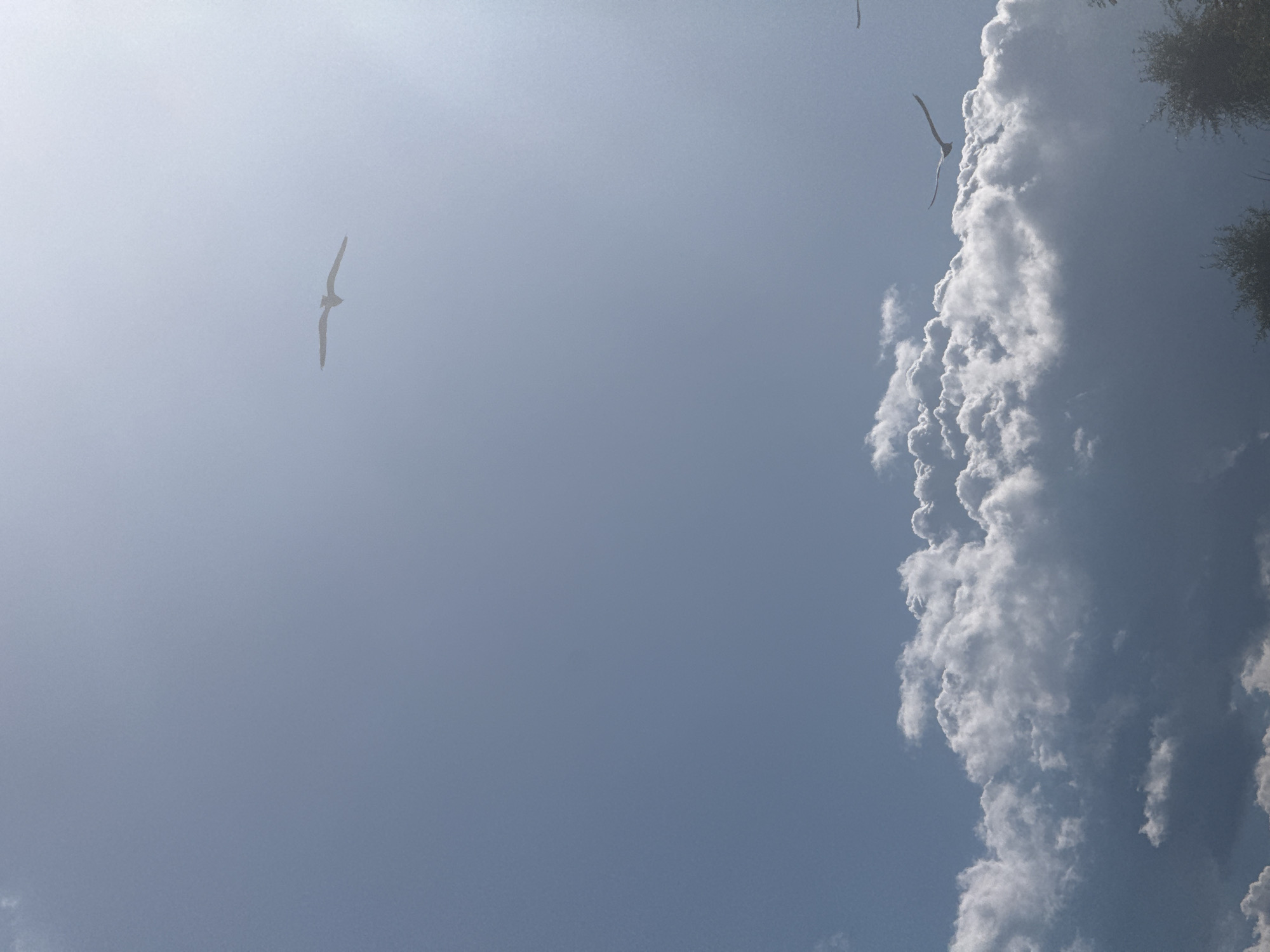 An outdoor, eye-level shot captures a bright, sunny sky with some scattered clouds. The sky is a gradient of light blue to almost white due to the sun's glare on the right side of the frame. In the mid-ground, a large, fluffy white cloud formation dominates the lower half of the image, with darker grey clouds beneath it. Two birds, possibly seagulls, are in flight against the bright sky. One bird is positioned in the upper right quadrant of the frame, flying towards the left. The second bird is lower and slightly to the left of center, also in flight with its wings outstretched. The bottom of the frame shows the tops of trees, suggesting a location with vegetation. The scene does not contain any recognizable landmarks specific to Sveti Vlas, Bulgaria.