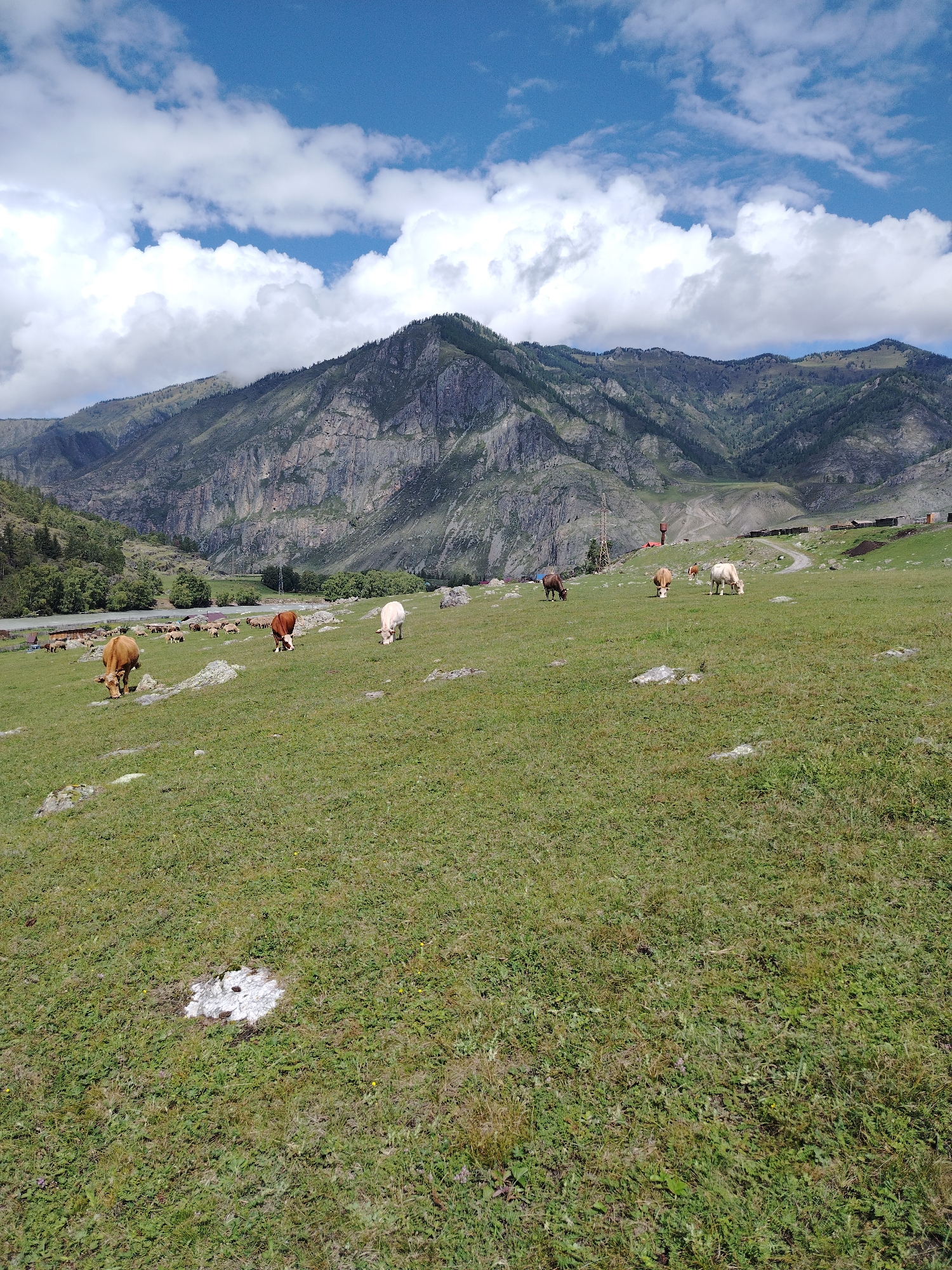 The image depicts a pastoral scene in a mountainous region, likely in or around Iodro, Russia, on a clear day with scattered clouds. The foreground is dominated by a lush green meadow with several cows grazing. One prominent brown and white cow is in the center-left, facing away from the camera and grazing. To its right, a light brown cow is grazing. Further to the right, a white cow is also grazing. In the mid-ground, more cows are visible, some grazing and others standing. A herd of cattle is also seen in the far mid-ground, near a body of water and some buildings. The background features a majestic mountain range with rocky, steep slopes and patches of trees. A winding dirt road is visible leading up into the foothills. A solitary power line tower stands on the left side of the image. The sky above is a vibrant blue, adorned with fluffy white clouds. The overall impression is one of a serene, rural landscape.