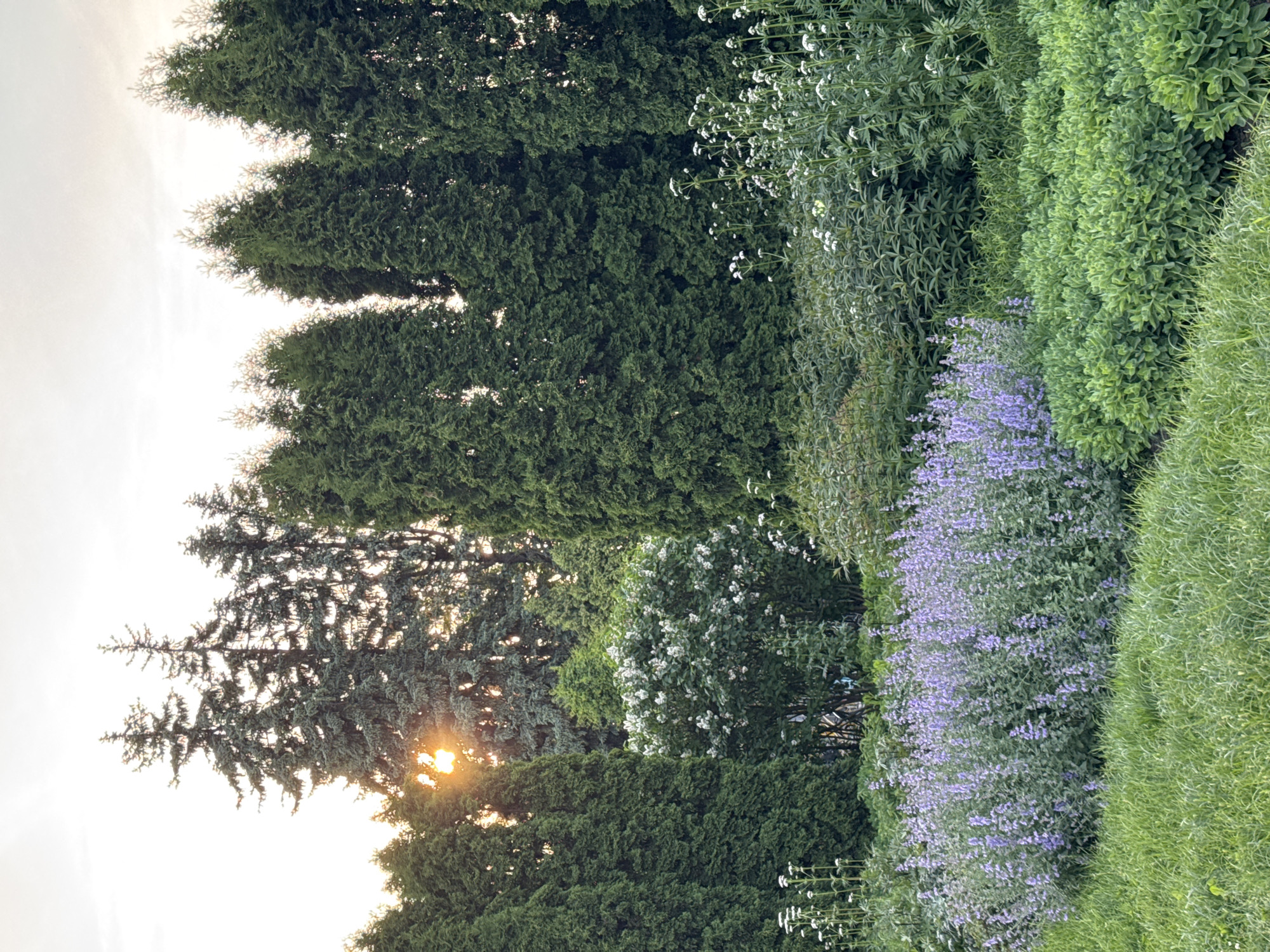 The image depicts a lush garden scene at dusk, with the sun's rays filtering through tall evergreen trees. In the foreground, a bed of vibrant purple flowers, likely catmint, is in full bloom, bordered by neatly trimmed green foliage. Behind this, a white flowering bush adds a touch of contrast to the predominantly green and purple palette. The background is dominated by a dense wall of various evergreen trees, including cypress and pine varieties, creating a sense of depth and enclosure. The sky above is a soft, hazy grey, indicating the setting sun. The scene evokes a peaceful and serene atmosphere, characteristic of a well-maintained botanical garden or a private garden during twilight hours. There is no indication of human presence or activity within the frame. The image appears to be a photographic capture of a botanical setting.