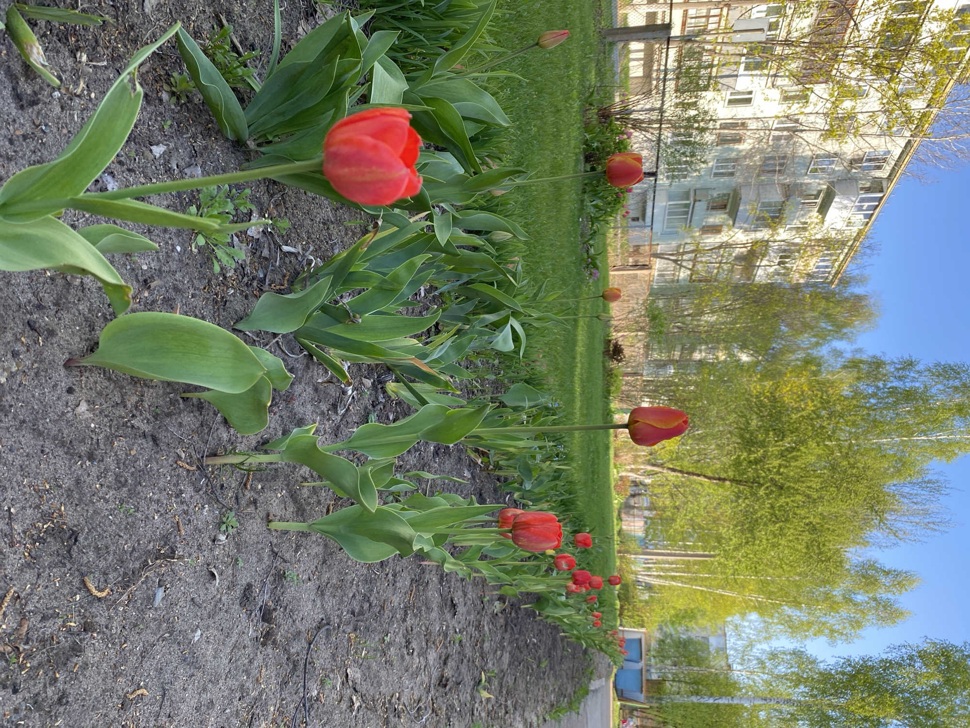 A medium-angle, outdoor shot depicts a row of red tulips growing along a narrow strip of dirt. A green lawn lies behind the flowers, and a multi-story residential building is in the background. The sky is blue and partially visible. Trees with fresh green leaves are also visible. The location is Noviy Urengoy, Russia, based on identification of the apartment buildings in the background. There are no people visible in the image.