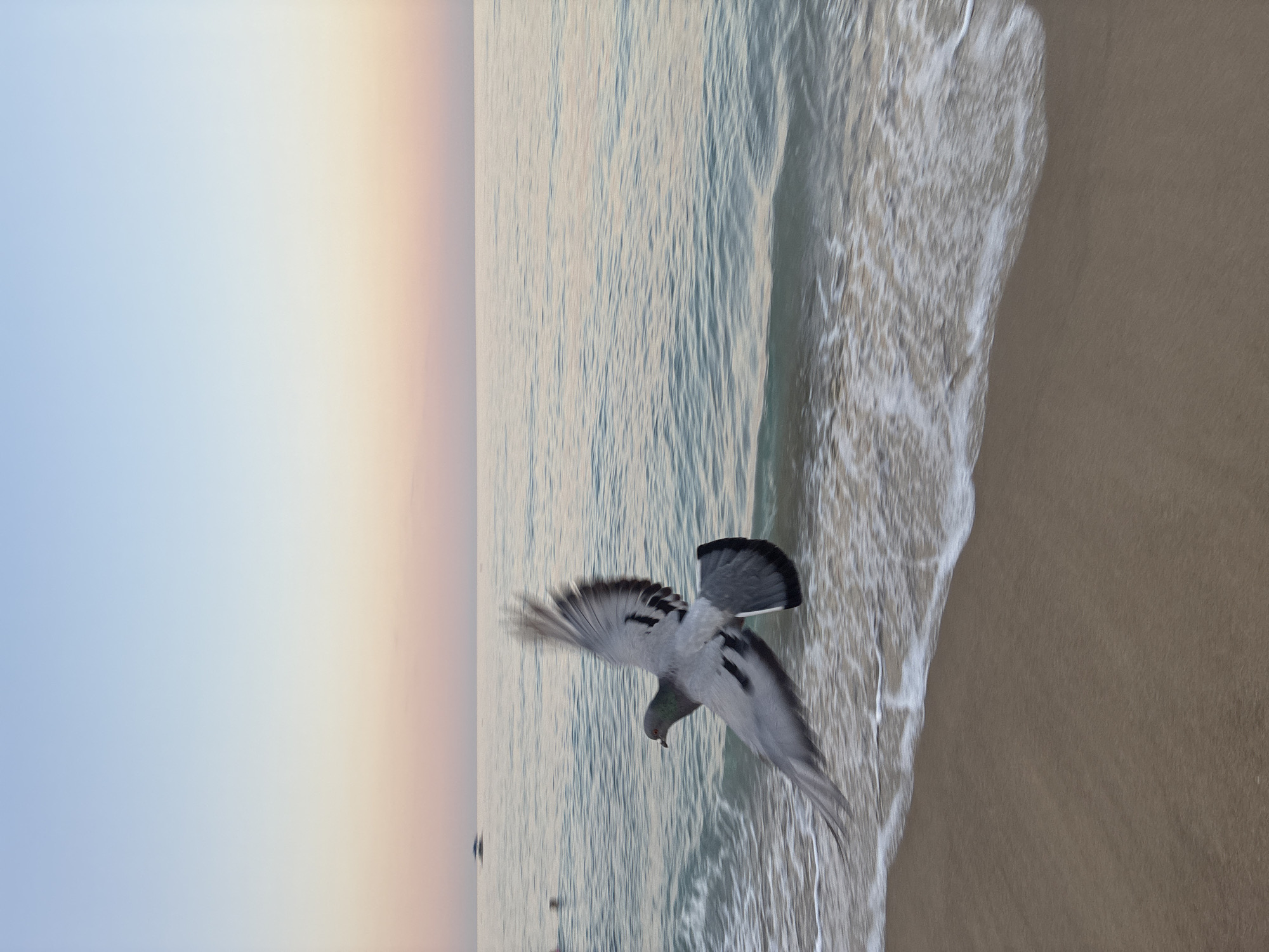 A pigeon flies low over the sandy shore of a beach as gentle waves roll in. The sky transitions from a soft blue at the top to a warm pinkish-orange horizon, suggesting either dawn or dusk. The ocean is a calm, muted blue-green. In the distance, a few faint figures can be seen in the water, and a distant umbrella-like object is visible on the water. The image captures a peaceful, natural moment at the Alanya coastline.