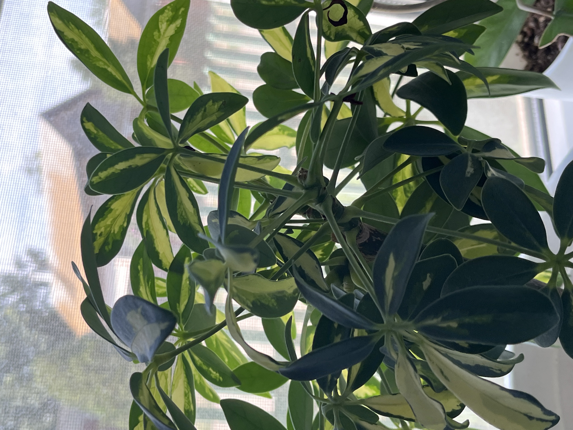 A potted variegated umbrella tree, also known as Schefflera, is positioned on a windowsill. The plant has dark green leaves with splashes of creamy yellow variegation. In the background, a window covered with sheer white curtains reveals the blurred outlines of houses with orange roofs and trees, suggesting an outdoor scene beyond. The overall impression is that of a well-lit indoor space with a view of a residential area. The location is stated to be Krasnyye Barrikady, Russia.