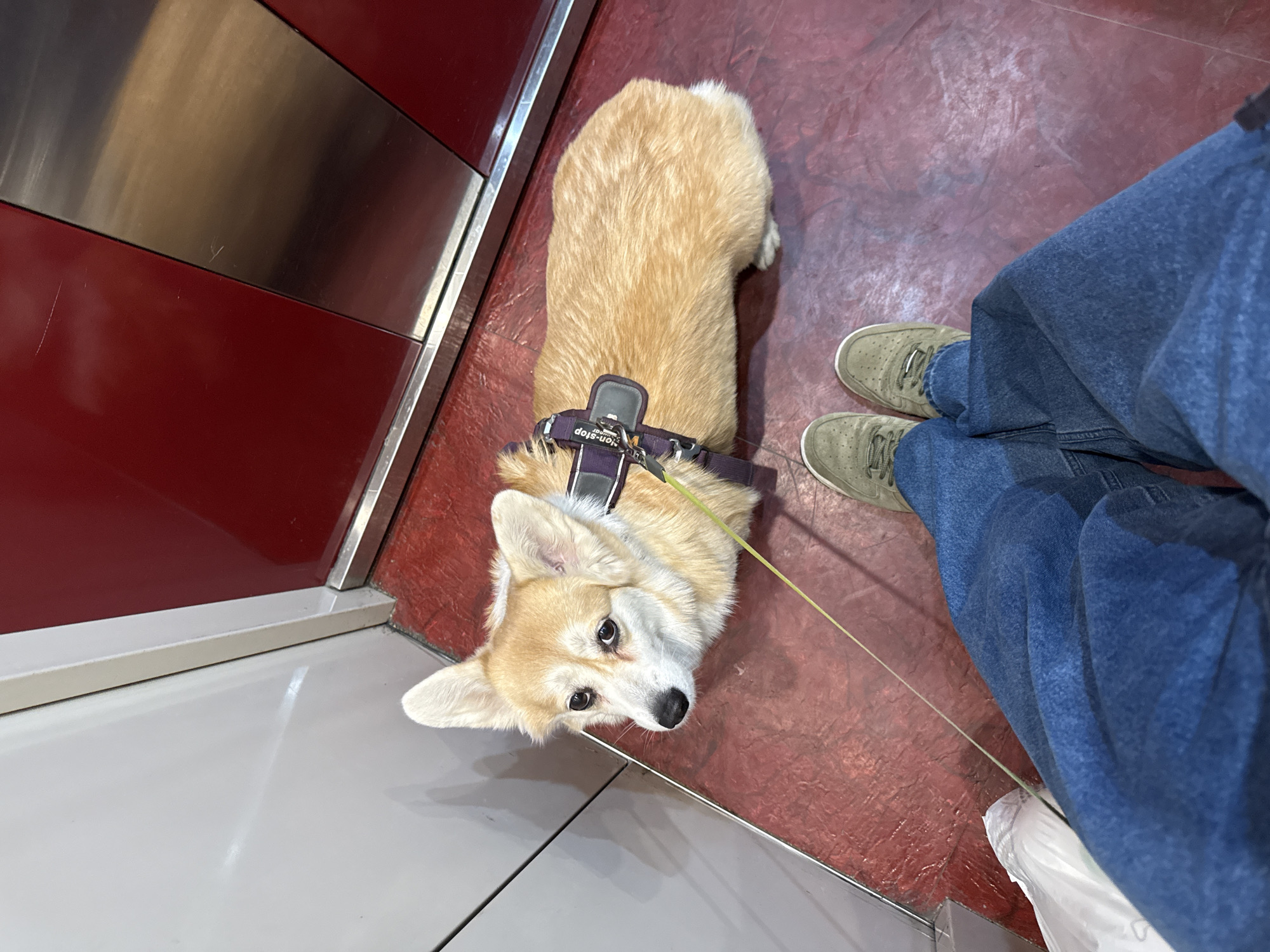 A dog, a Welsh Corgi Pembroke, wearing a purple harness and leash, stands on a red and grey floor, looking up at the camera. Adjacent to the dog and to the left of the frame is a red and silver wall. Near the dog, a person in blue jeans and wearing grey-green sneakers stands. The environment suggests an indoor location, possibly an elevator or entrance hall. No specific information indicates this is Krasnoyarsk, Russia.