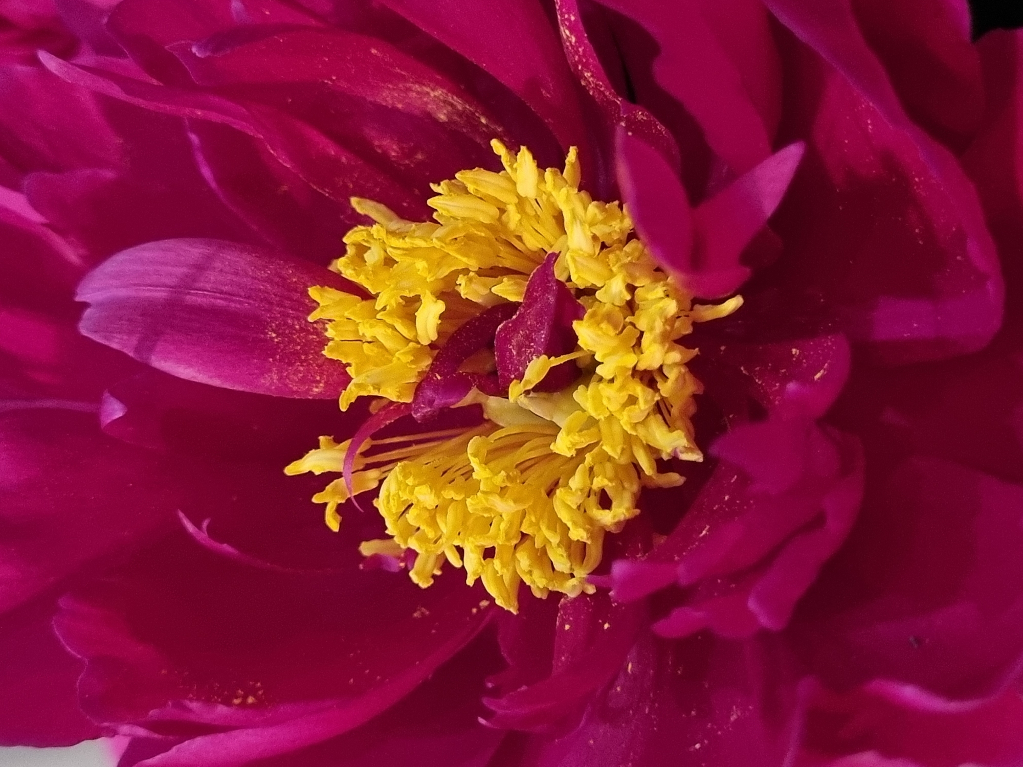 A close-up, macro photograph captures the vibrant center of a deep pink peony flower. The stamen, with their bright yellow pollen, are clustered together, creating a striking contrast against the rich, velvety petals. Some petals are slightly curled and layered, revealing subtle variations in texture and shade. A few tiny dark specks, possibly pollen or debris, are visible on the petals. The background is a blur of the same deep pink hue, emphasizing the floral subject. The image composition is tight, focusing solely on the intricate details of the flower's reproductive parts and surrounding petals. There are no people or any indication of an urban environment like Minsk, Belarus.