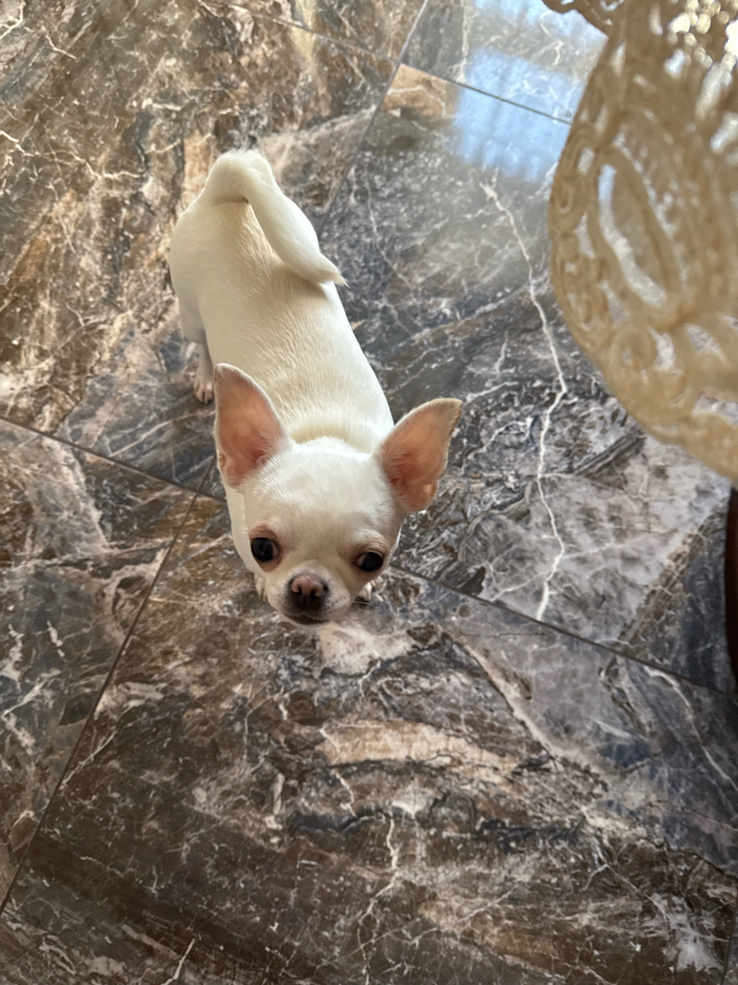 A white chihuahua is pictured standing on a marbled tiled floor. The dog is facing the camera with its head tilted slightly. Its ears are perked up, and its eyes are dark and round. The dog's tail is curled over its back. The floor is made of large, dark brown and grey marbled tiles, with lighter grey veins running through them. In the upper right corner of the image, a blurred, light-colored object is visible, possibly a piece of furniture or decor. The background is indistinct, but appears to be a well-lit interior space. There is no information in the image to suggest it is located in Novosibirsk, Russia.