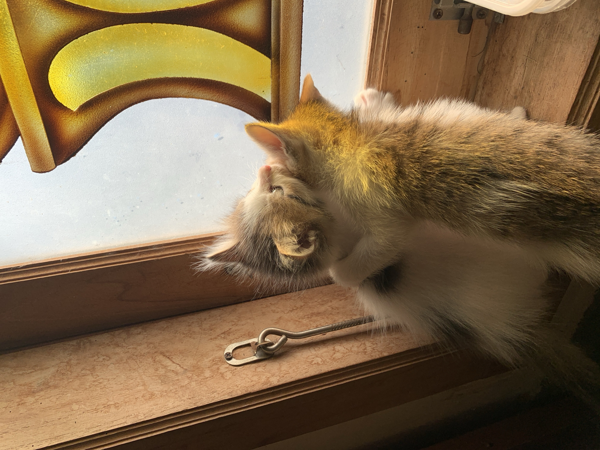 Two kittens are huddled together by a window. The kitten on the left is primarily white with patches of gray and tabby markings. It is facing the window, with its head tilted up and slightly to the right, nuzzling the other kitten. Its eyes are not visible. The kitten on the right is a calico with orange, white, and black fur. It is facing towards the left, with its back to the viewer, and its head is turned towards the left kitten, also nuzzling it. Both kittens appear to be young and small.
The window has a translucent pane with decorative colored glass in the upper right portion of the frame, featuring yellow and brown curved shapes. The window frame is made of wood and appears to be older. A metal latch is attached to the wooden frame on the left side of the image, with a loop and hook mechanism. The windowsill is also wooden and appears to be quite wide, with some dust or debris on it.
The lighting suggests it is daytime, with sunlight streaming through the window and casting a warm glow on the kittens, particularly the one on the right. The background beyond the window is brightly lit and appears to be an outdoor scene, but it is out of focus. The overall setting is an indoor location, likely a room with a window. There is no indication of the specific location being in Tanjungsepreh, Indonesia, as the image itself does not contain any geographical markers.