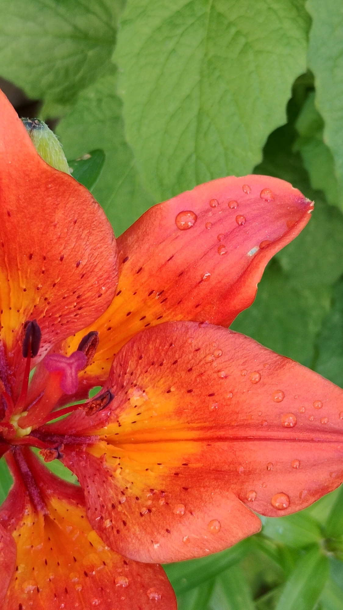 A close-up, vertical, eye-level shot of an orange lily flower with water droplets on its petals. The flower's petals transition from deep orange to yellow towards the center. Dark speckles are visible on the petals. The background consists of blurred green foliage. The image was captured in Smolyan, Bulgaria.