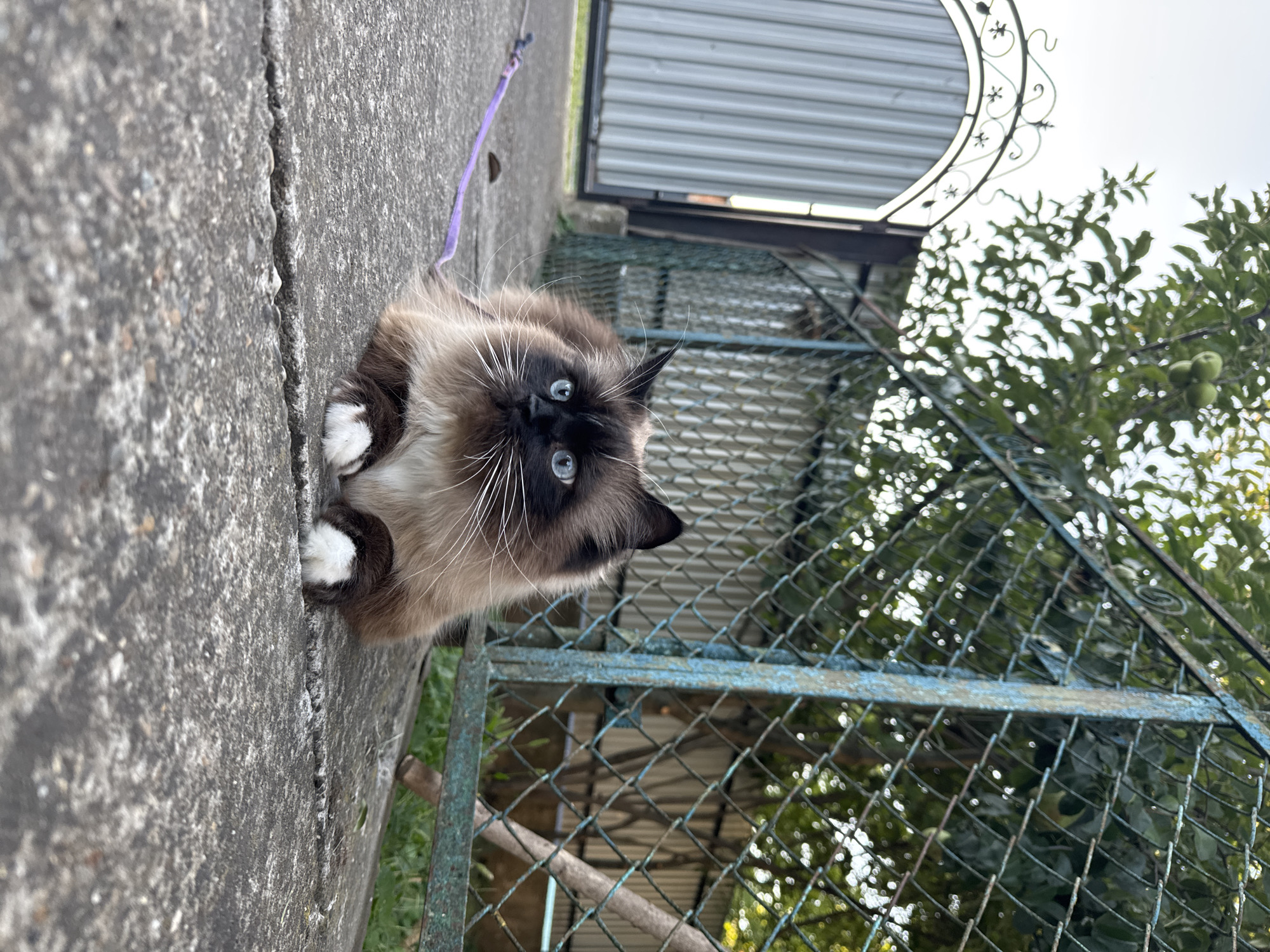 A long-haired Siamese cat with striking blue eyes is lying on a concrete surface outdoors. The cat is wearing a purple leash. Behind the cat, a chain-link fence with a rusty blue frame encloses a grassy area with trees and foliage. To the left of the fence is a corrugated metal gate with decorative wrought iron accents at the top. The lighting suggests it is daytime, with overcast skies. The cat appears relaxed, with its paws tucked neatly underneath its body. The focus is on the cat and its immediate surroundings.