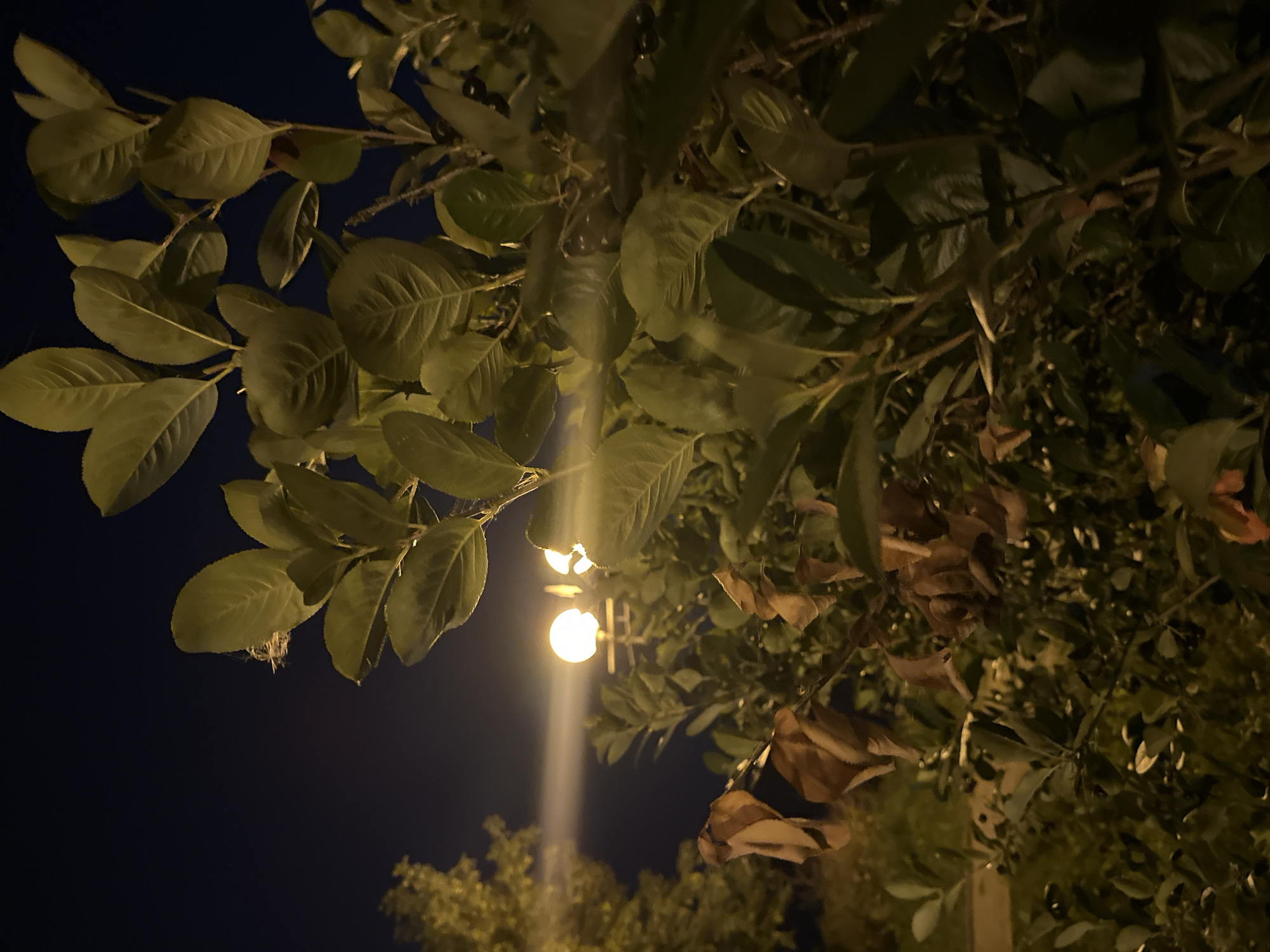 This is a nighttime photograph taken outdoors, likely in the city of Tomsk, Russia. The foreground is dominated by the dark leaves of a bush, some of which appear to be dried and brown. In the mid-ground, a street lamp with two glowing spherical lights is visible, casting a bright, horizontal beam of light across the scene and creating lens flare. Behind the bush and to the left, the branches of another tree with yellowish-green foliage can be seen. The background is a dark, clear night sky. The lighting suggests an urban or park setting, illuminated by artificial light sources. There are no people or animals clearly visible in the image.