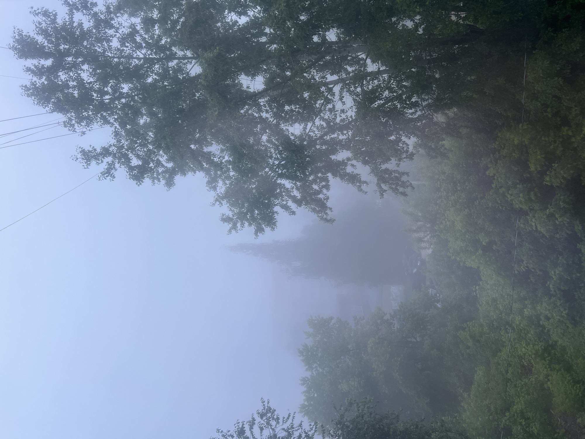 The image captures a serene, foggy landscape in Chaikovsky, Russia, dominated by dense vegetation and atmospheric conditions. The scene is enveloped in a thick, pale blue-grey mist that obscures the background and diffuses the light.
At the top of the frame, the dark green canopy of a large tree fills the space, with individual leaves and branches distinctly visible against the lighter fog and sky. The foliage appears lush and healthy. In the middle ground, the fog becomes denser, swallowing distant details and presenting only faint, blurred silhouettes of what appear to be further trees and possibly structures or buildings, lending a mysterious quality to the scene.
Towards the bottom right, more vibrant, closer-up green foliage is visible, suggesting a dense natural border or undergrowth. The upper left corner reveals a clearer expanse of the pale blue-grey sky, stretching above the fog line. Thin, dark utility lines traverse this upper sky area horizontally, indicating the presence of infrastructure in the vicinity.
The overall impression is one of tranquility and coolness, typical of an early morning or a heavily overcast day with persistent mist. There are no visible people or animals, suggesting a quiet, undisturbed moment in nature. No discernible text is present in the image.