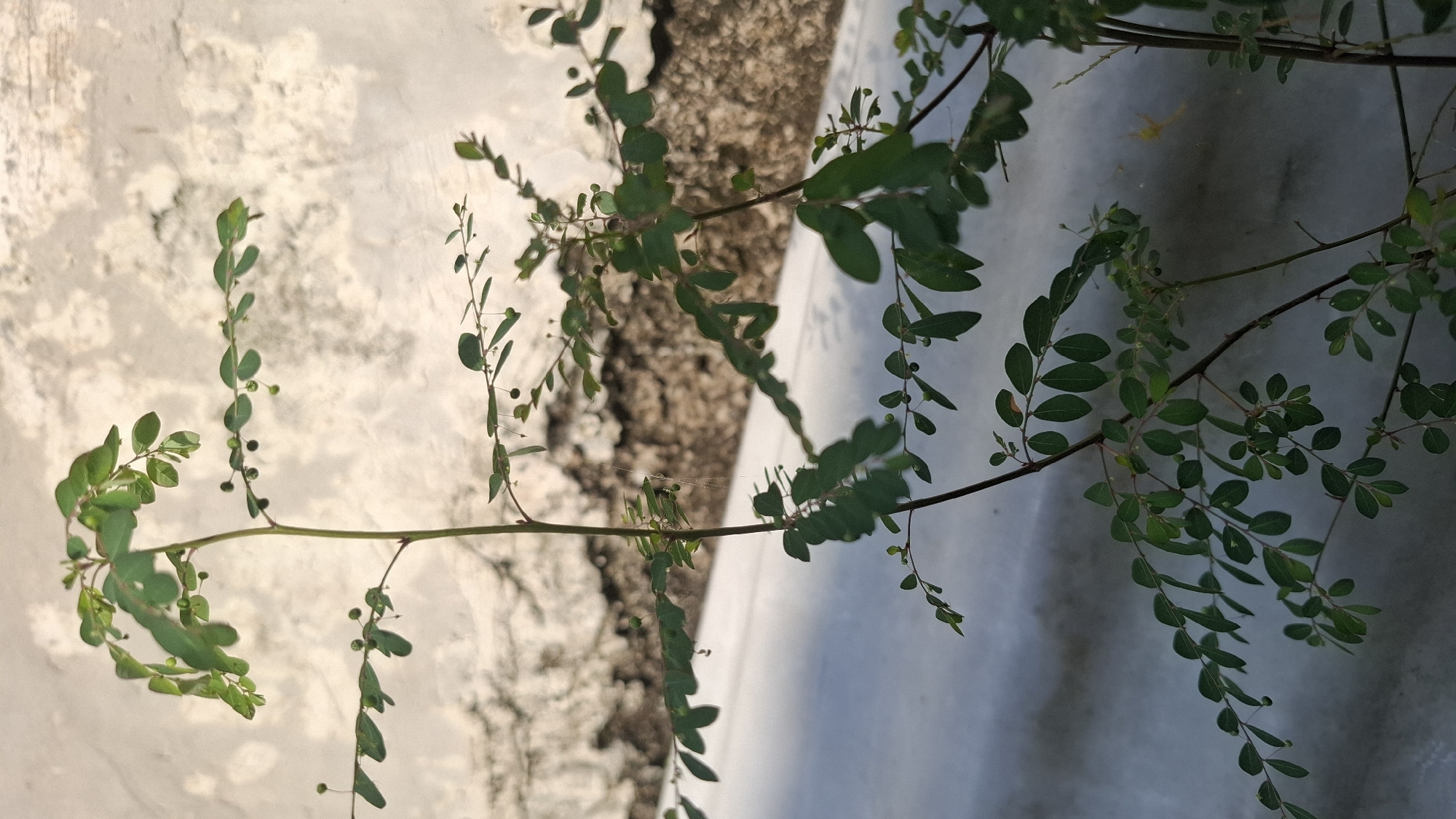 In Ciharashas, Indonesia, a close-up, medium-angle shot focuses on a small, leafy plant with thin stems growing in front of a textured, light-colored wall. The plant's leaves are small and oval-shaped, arranged alternately along the stems. Some of the leaves have small, round green seed pods. The wall behind the plant appears weathered, with patches of discoloration and rough texture. To the left of the plant, a smooth, white surface casts a shadow, suggesting the plant is growing on or near a ledge or elevated structure. The lighting is bright, creating a shadow behind the plant and illuminating the wall with a slightly uneven glow. The overall scene is static, with no people or animals visible.
