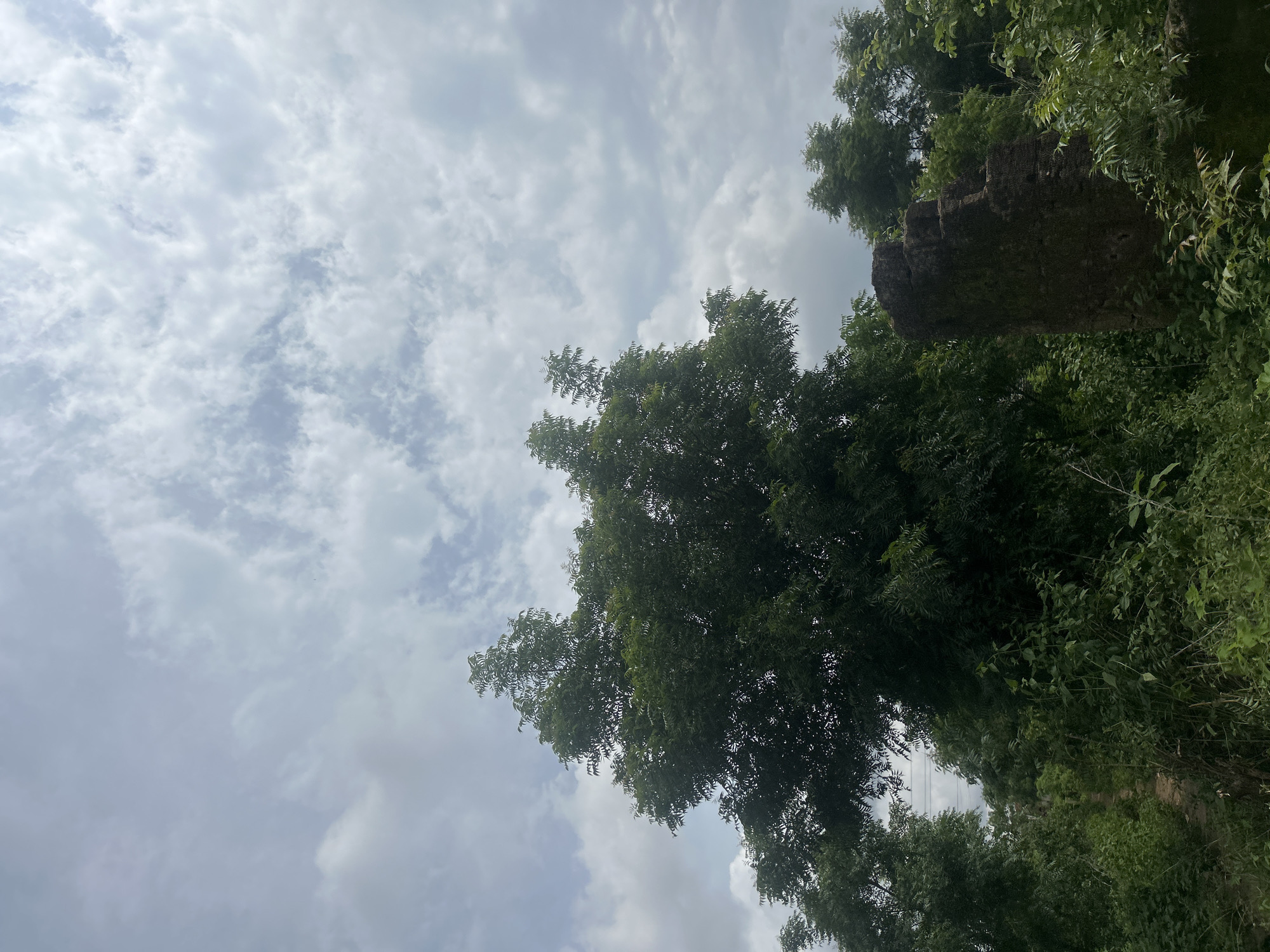 This image depicts an overgrown, natural landscape with a prominent, tall tree dominating the center. The sky above is a mix of white and gray clouds. To the right of the tree, a weathered, dark stone structure, possibly a remnant of a building, is visible amidst dense green foliage. The ground appears to be a dirt path leading into the vegetation. The scene is likely located in Ogbomosho, Nigeria, given the lush vegetation and the style of the stone structure, which suggests an older construction. The overall impression is one of nature reclaiming abandoned or historical elements.