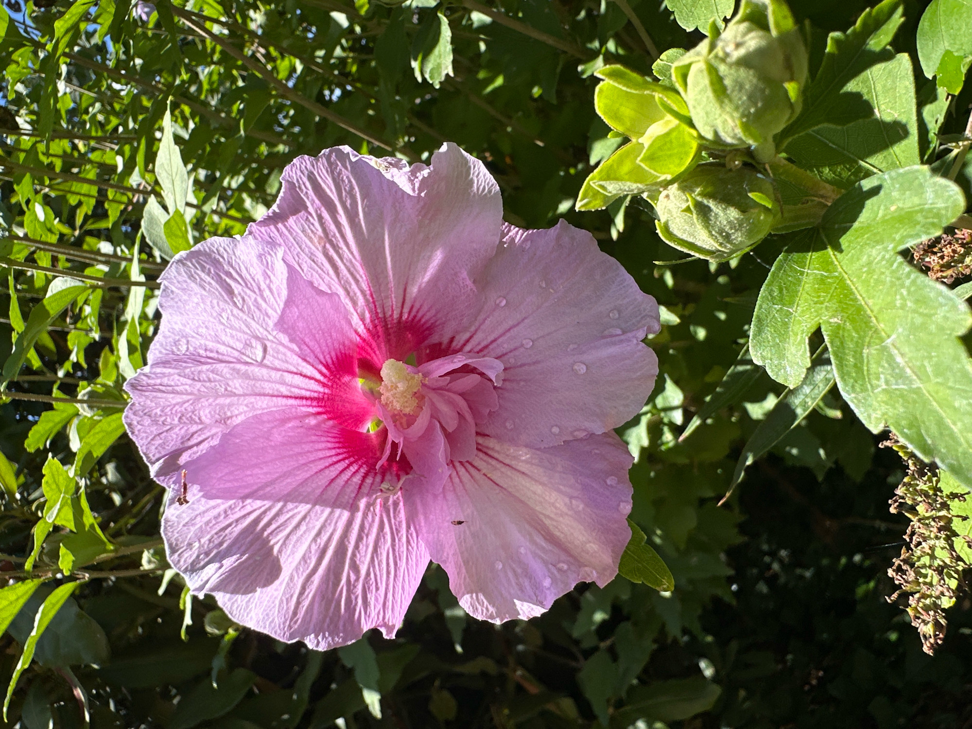 A close-up, eye-level shot captures a vibrant pink hibiscus flower in bloom, its delicate petals adorned with tiny water droplets. The flower's center boasts a deeper fuchsia hue, with fine stamens extending outwards. To the right of the flower, a cluster of green, undeveloped buds suggests the plant's continued growth. The background is a blur of lush green foliage, dappled with sunlight, creating a natural, outdoor setting. The scene, though not explicitly marked as being in Krefeld, Germany, evokes a typical garden or park environment that could be found within the city. There are no people or animals visibly interacting within the frame, though a very small, dark insect is visible on one of the flower petals.