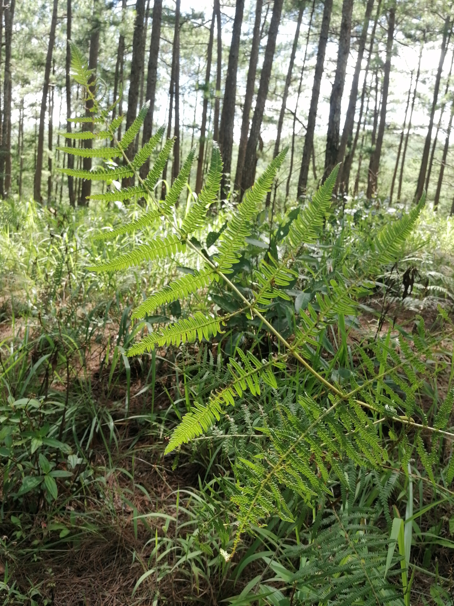 The image depicts a forest scene, likely in Da Lat, Vietnam, characterized by tall, slender pine trees with a dense undergrowth of ferns and grasses. The foreground is dominated by a large, vibrant green fern with feathery fronds, its leaves catching the sunlight filtering through the canopy. The forest floor is covered with dry pine needles and leaf litter. The overall atmosphere is one of natural tranquility, suggesting a secluded area within a larger forested landscape. There are no people or animals visible in the frame. The lighting suggests it is daytime, with dappled sunlight illuminating parts of the forest.